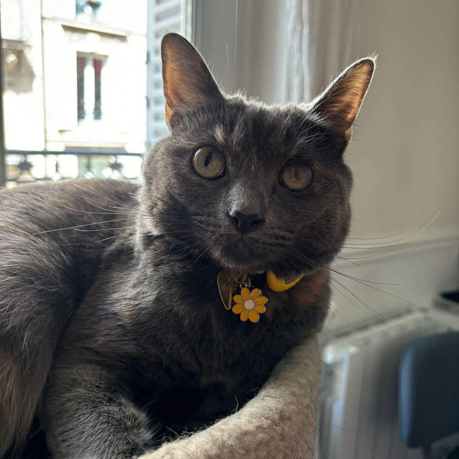 Stella