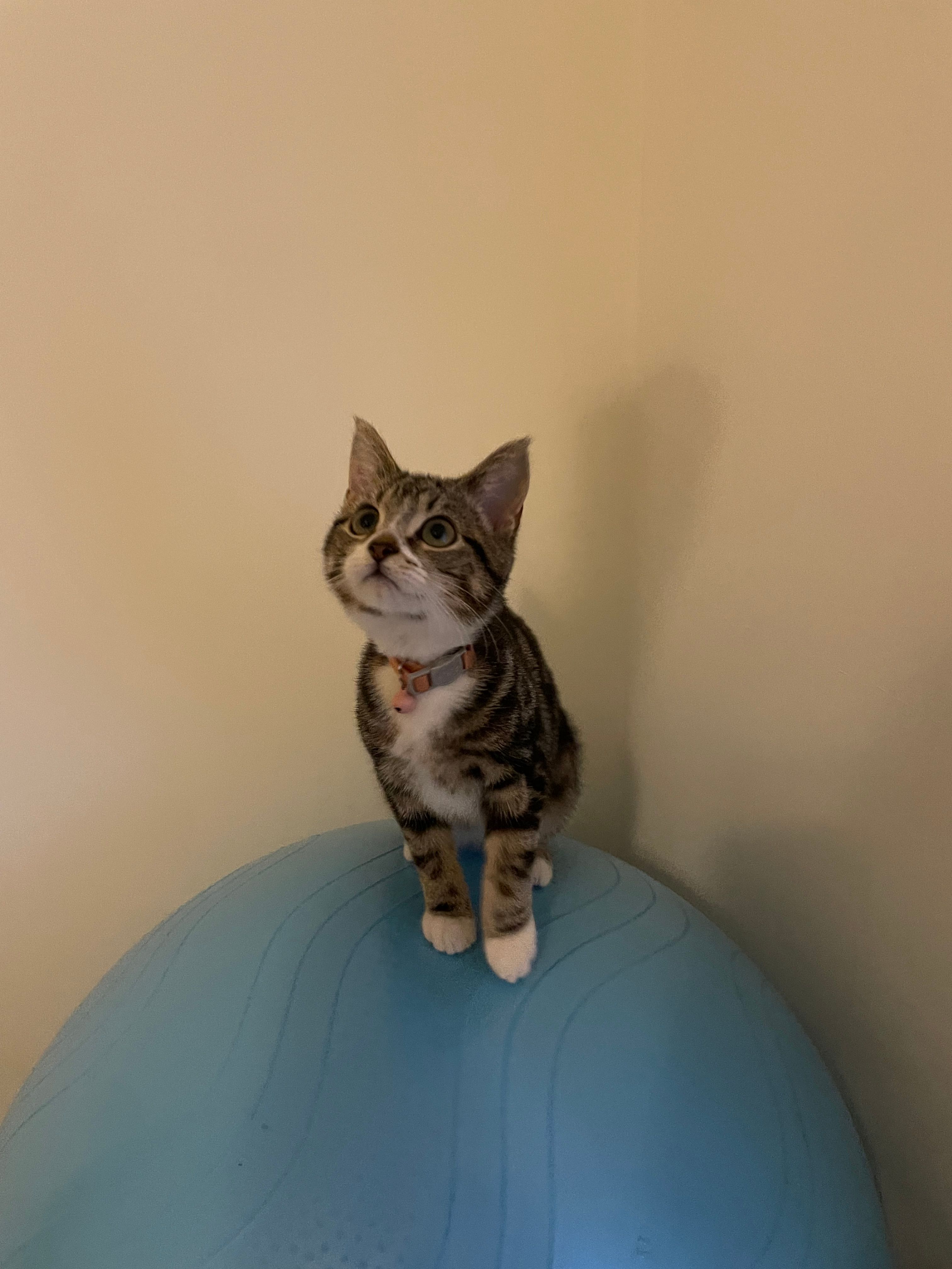 image-1