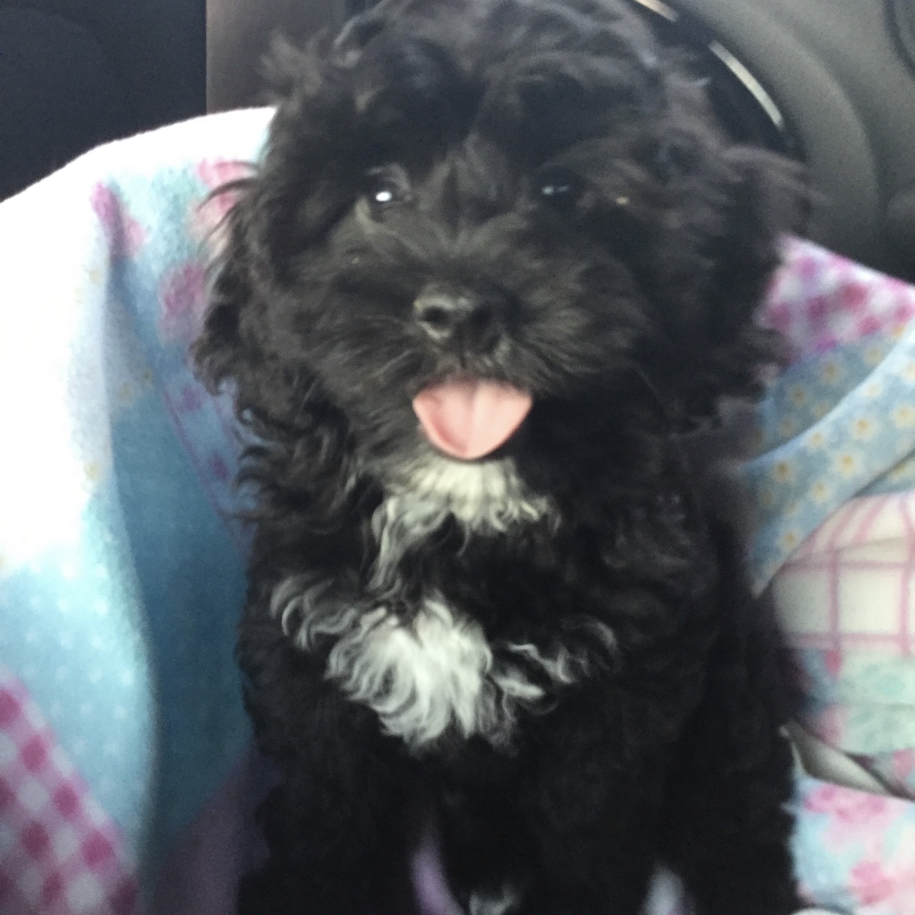 Teddy 