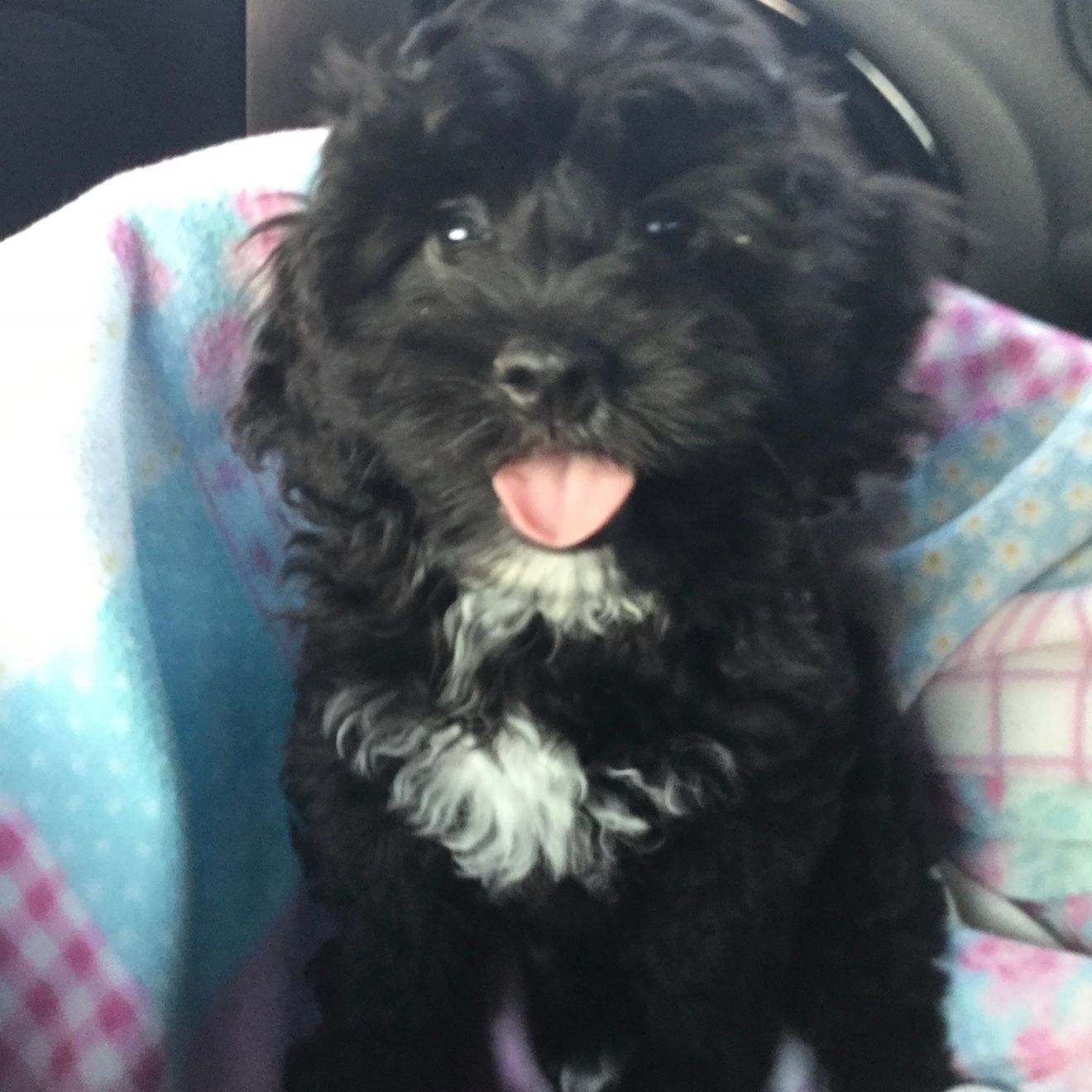 Teddy