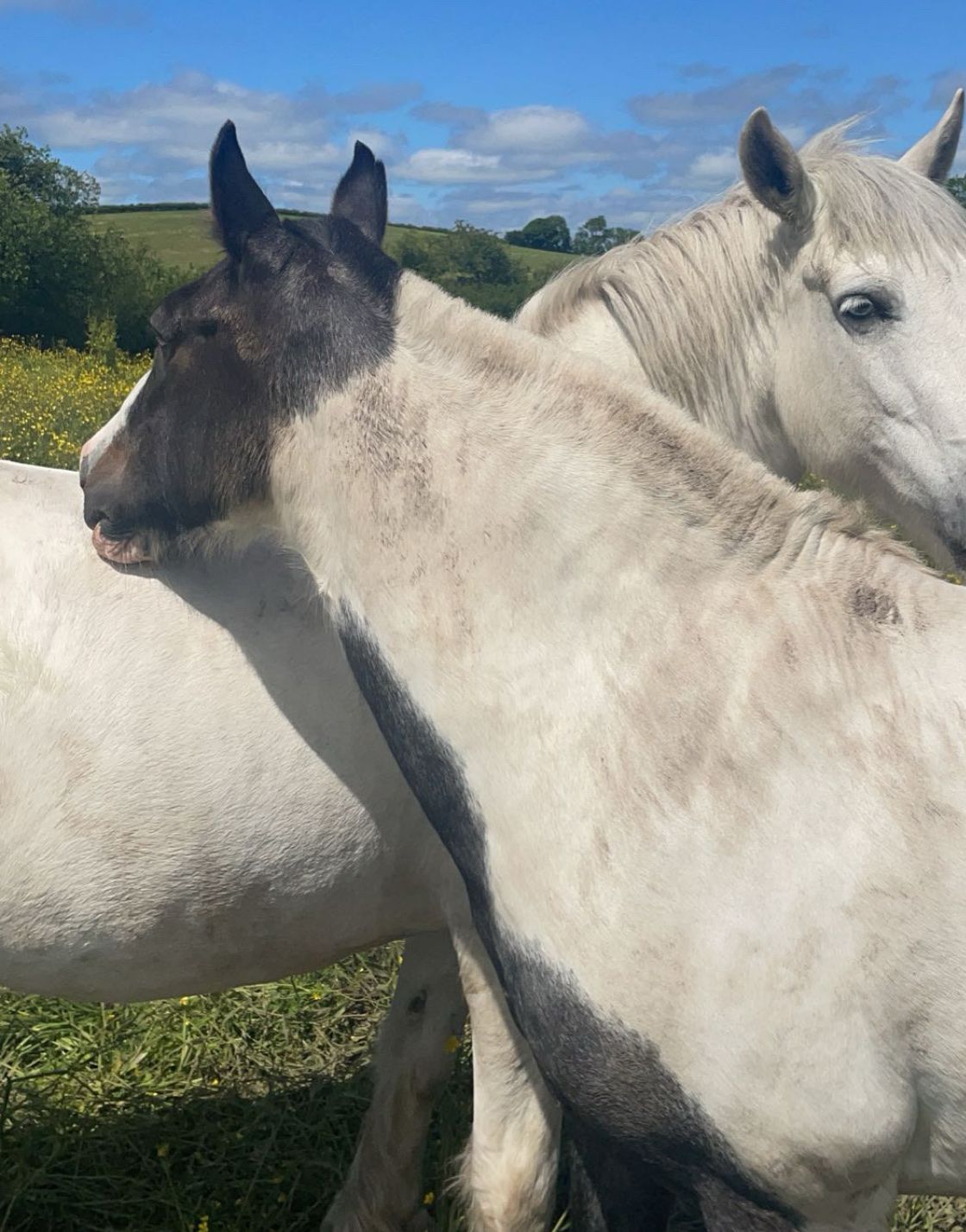 image-23