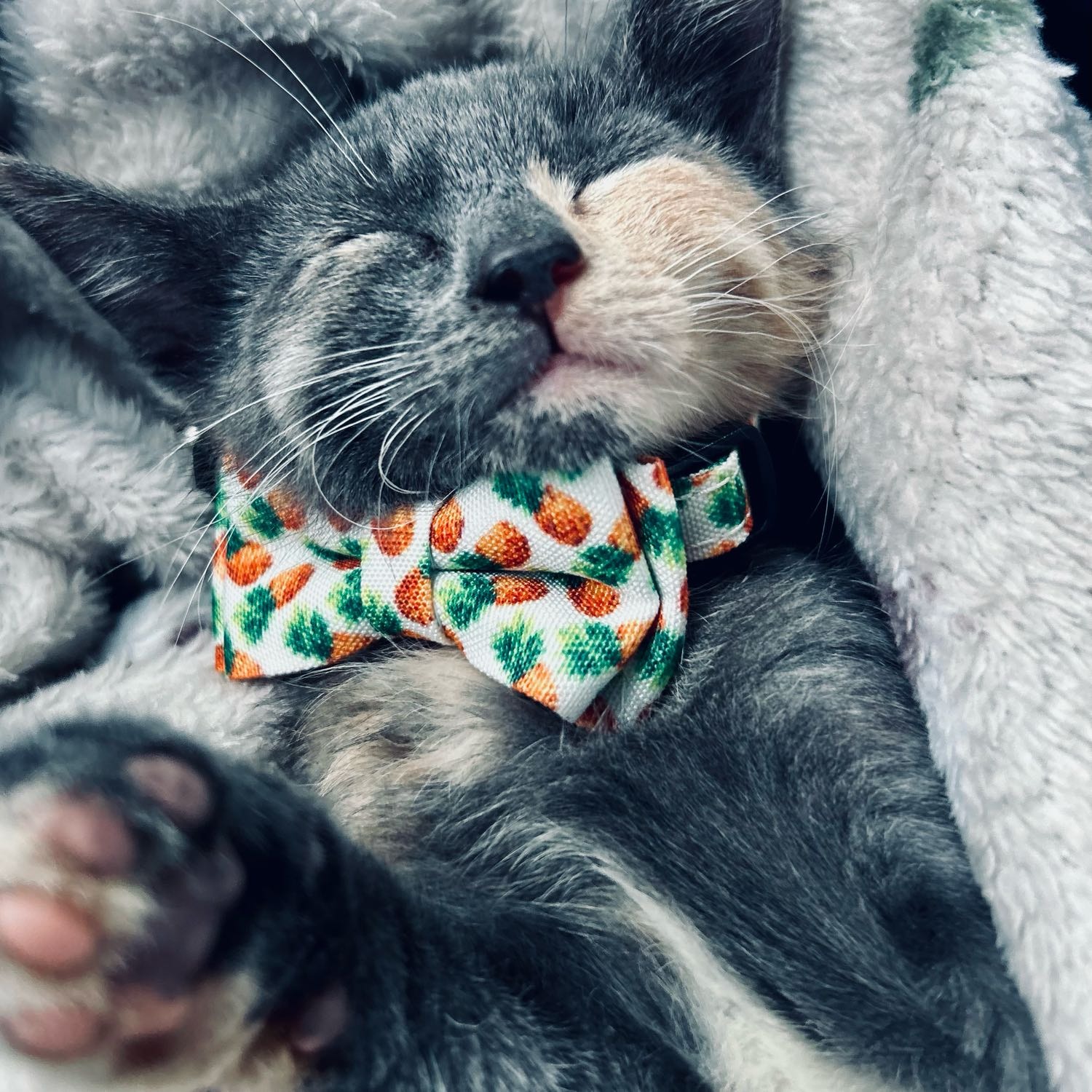 Tulip - Rescue kittie