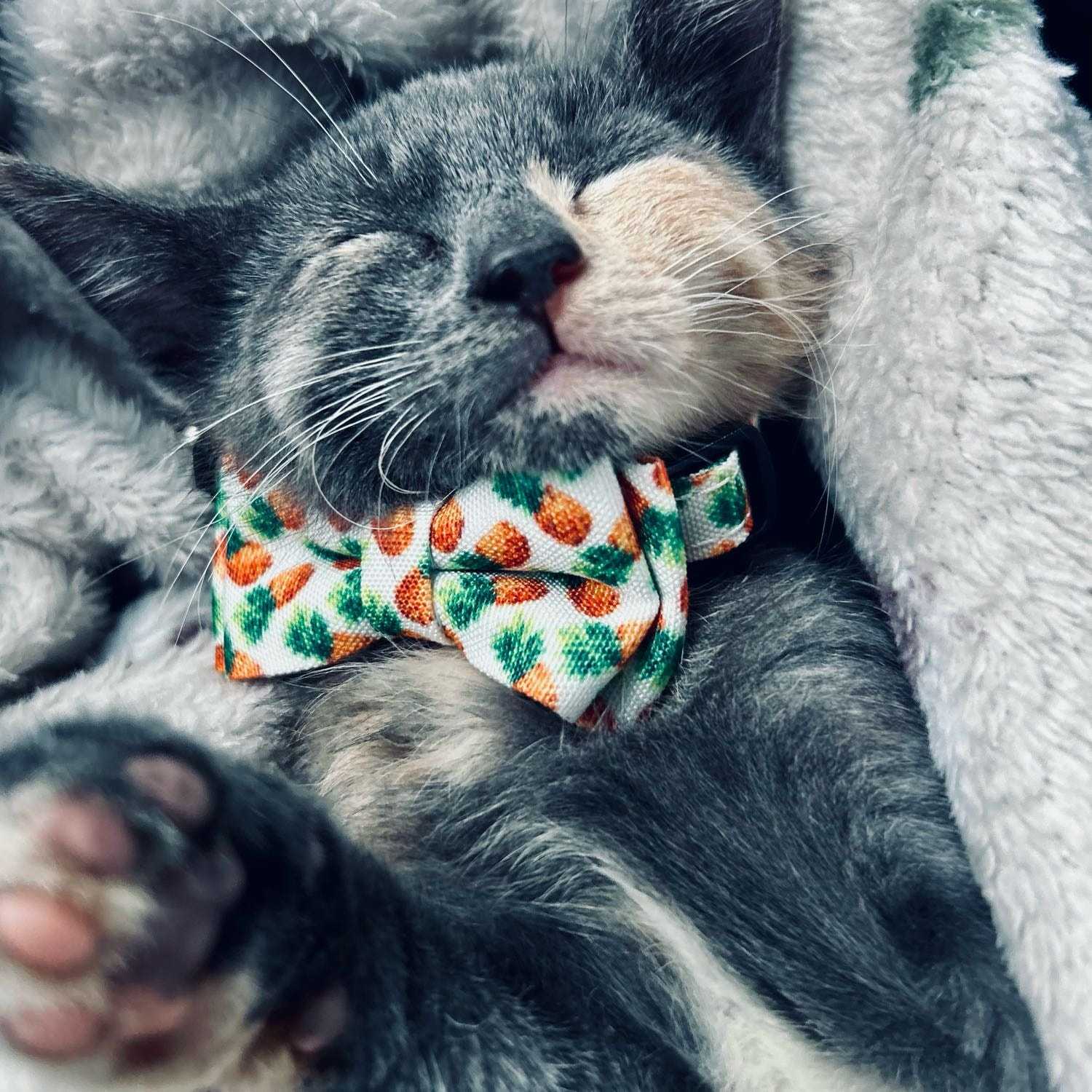 Tulip - Rescue kittie