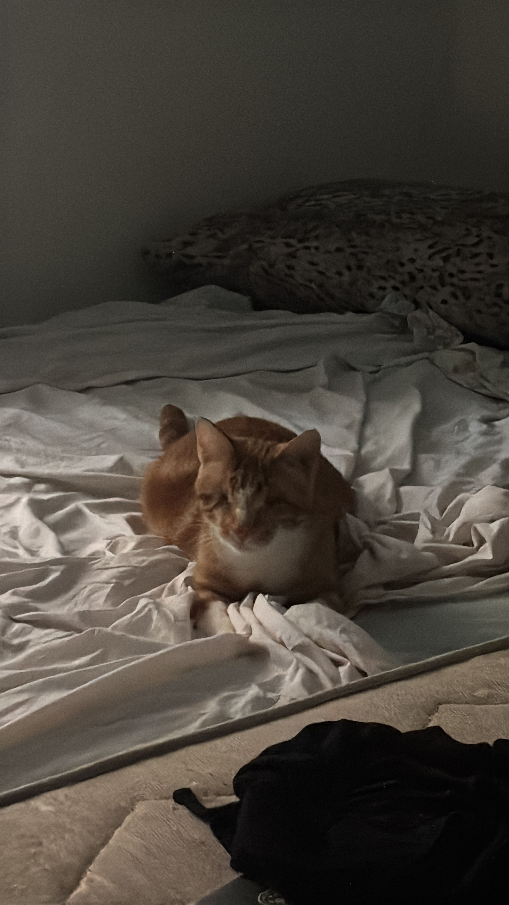 image-10
