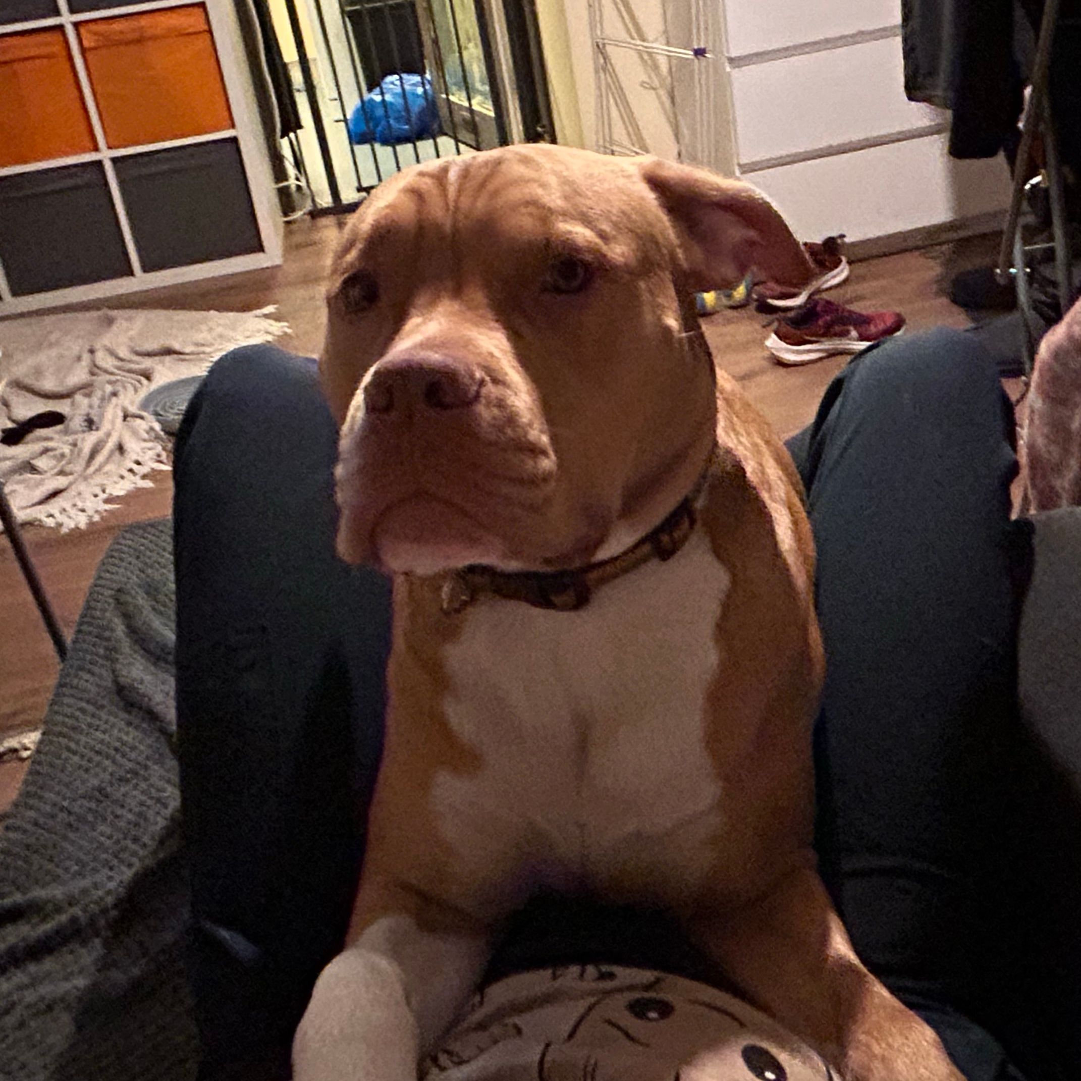 Louie