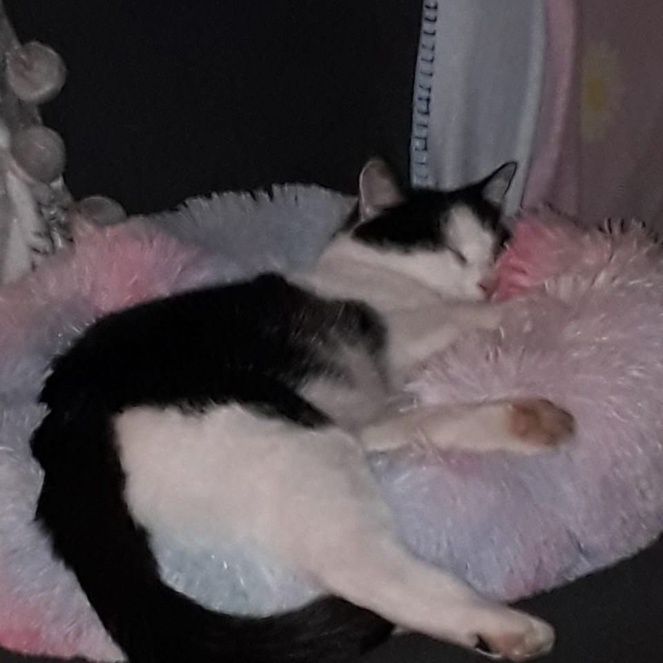 Macchia