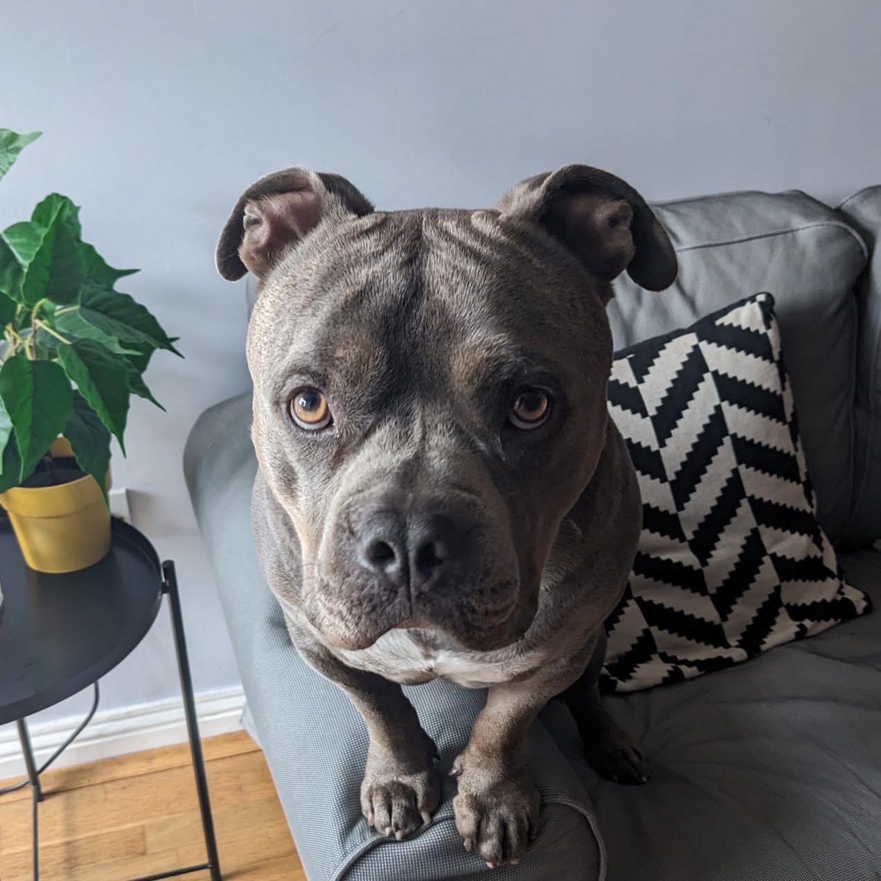Bear
