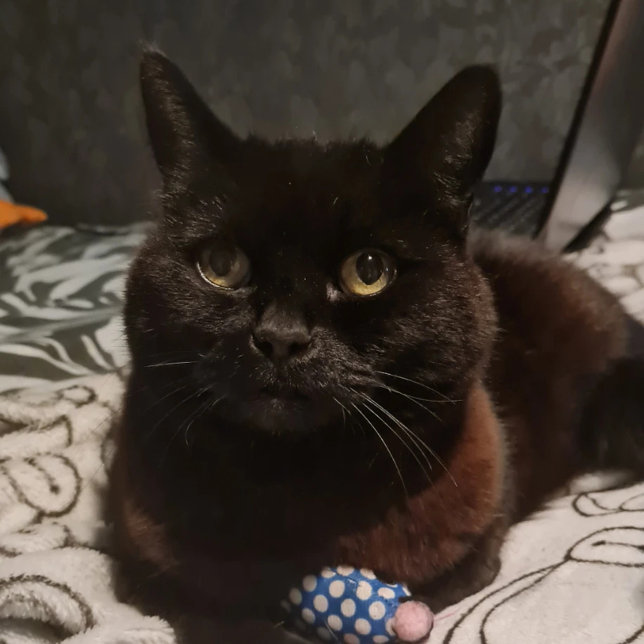 Rosie 