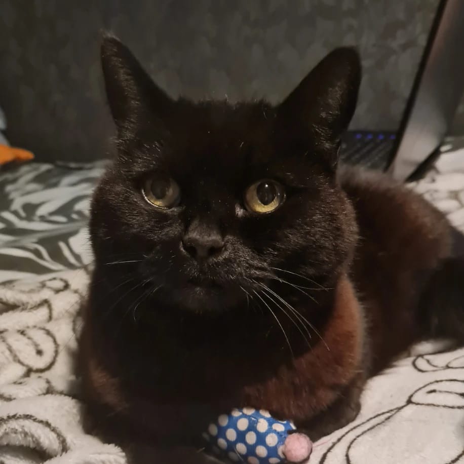 Rosie