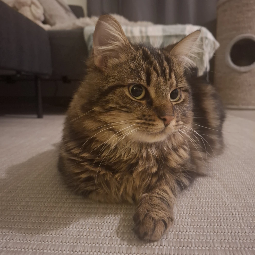 Tommie 