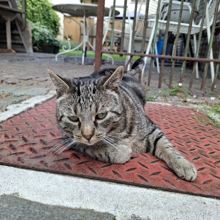 Mia