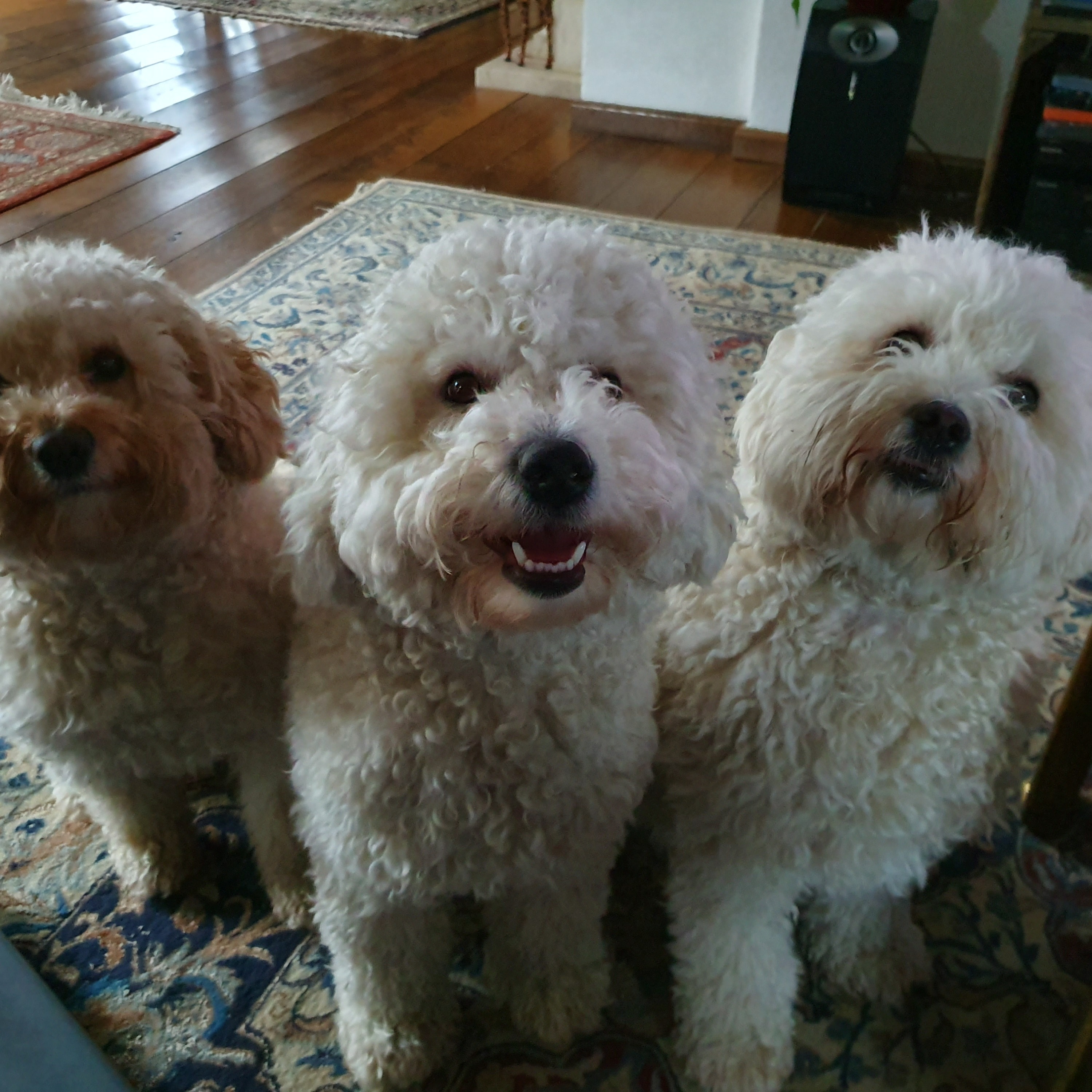 Ik heb 3  mini doodles   James   Toetsie    Bello   Zeer rustige hondjes .