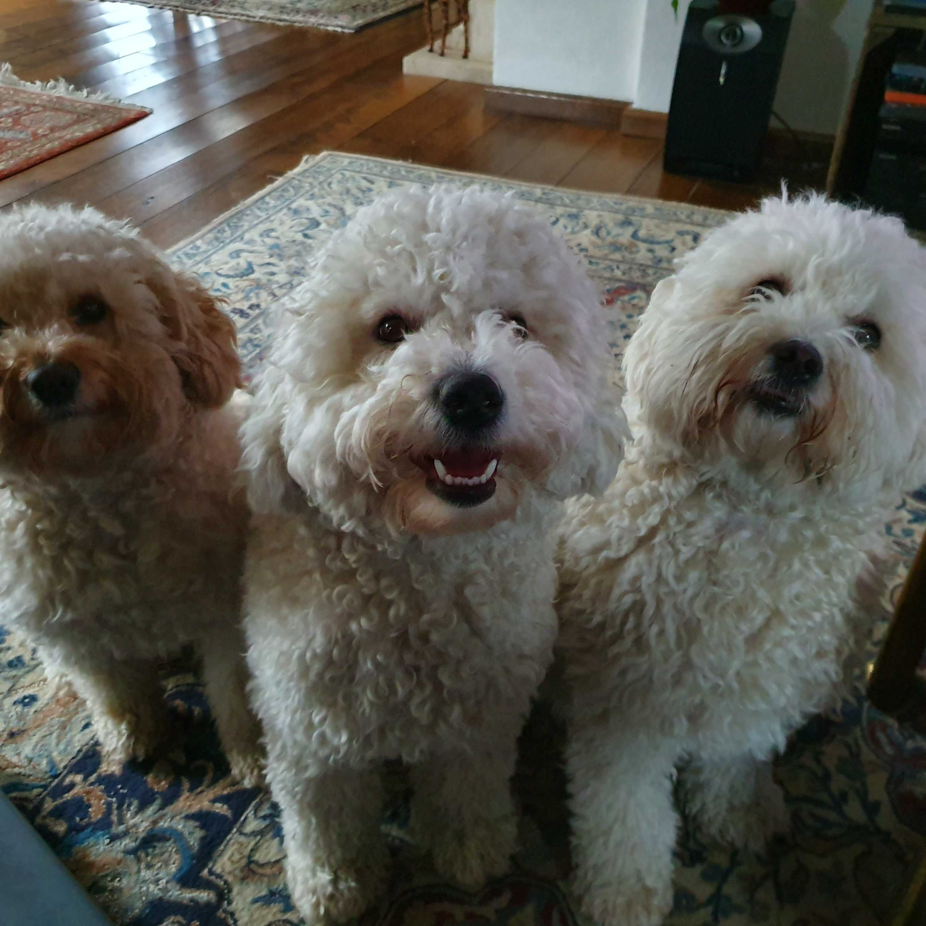 Ik heb 3 mini doodles James Toetsie Bello Zeer rustige hondjes .