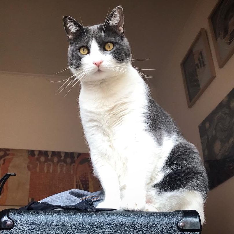 Arturo