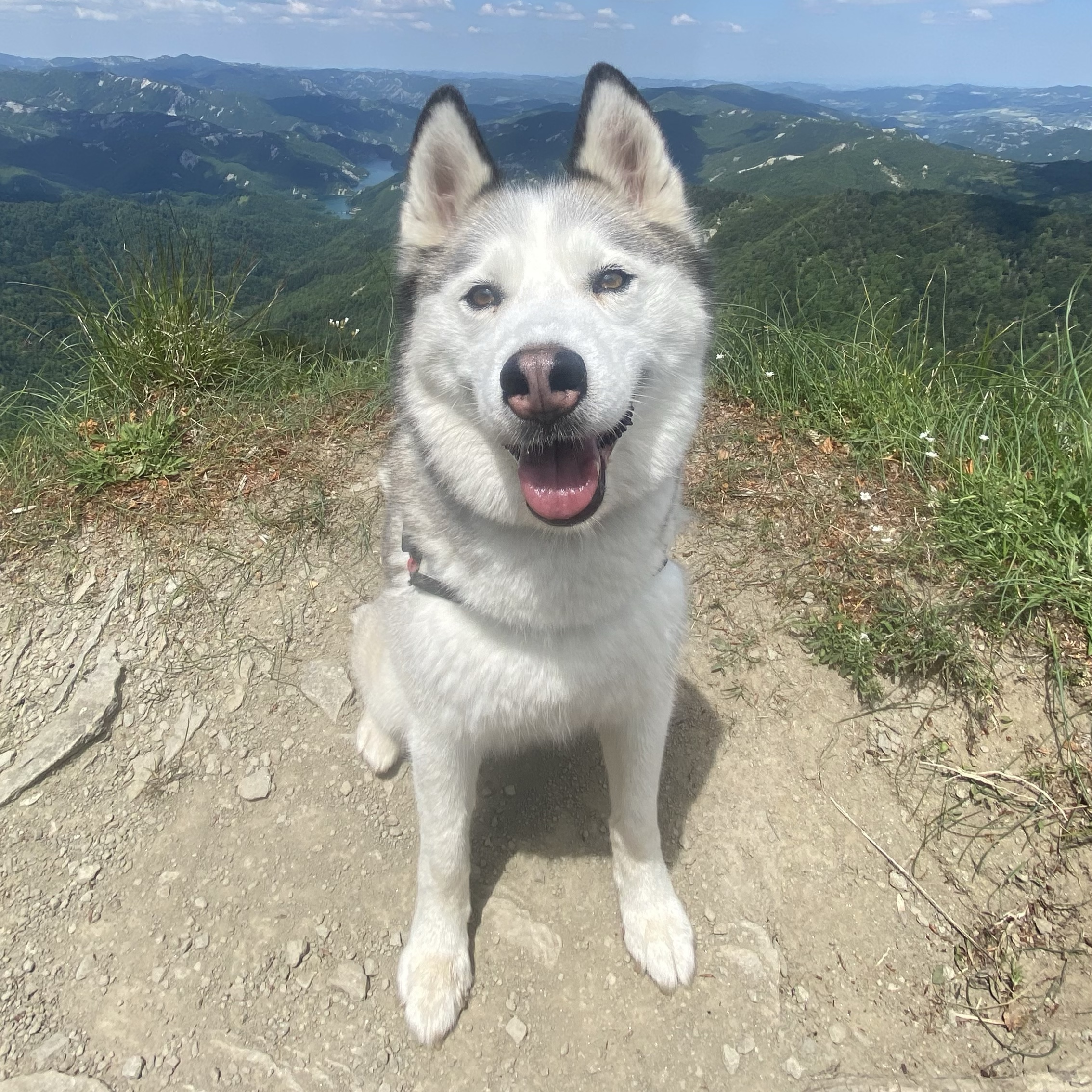 Arya