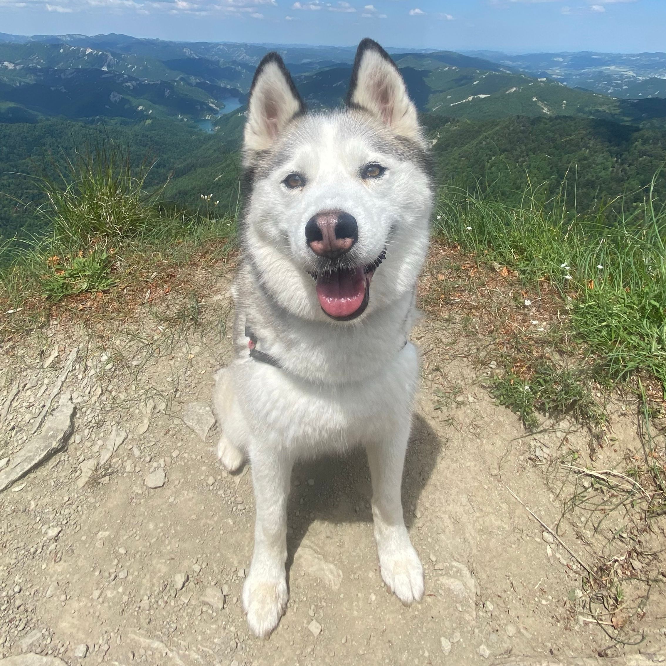 Arya