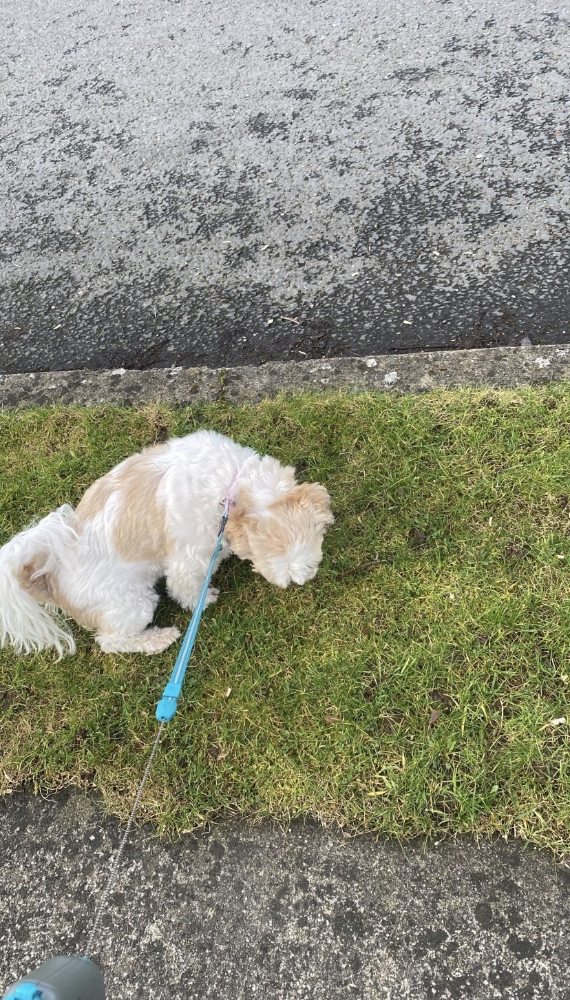 image-7