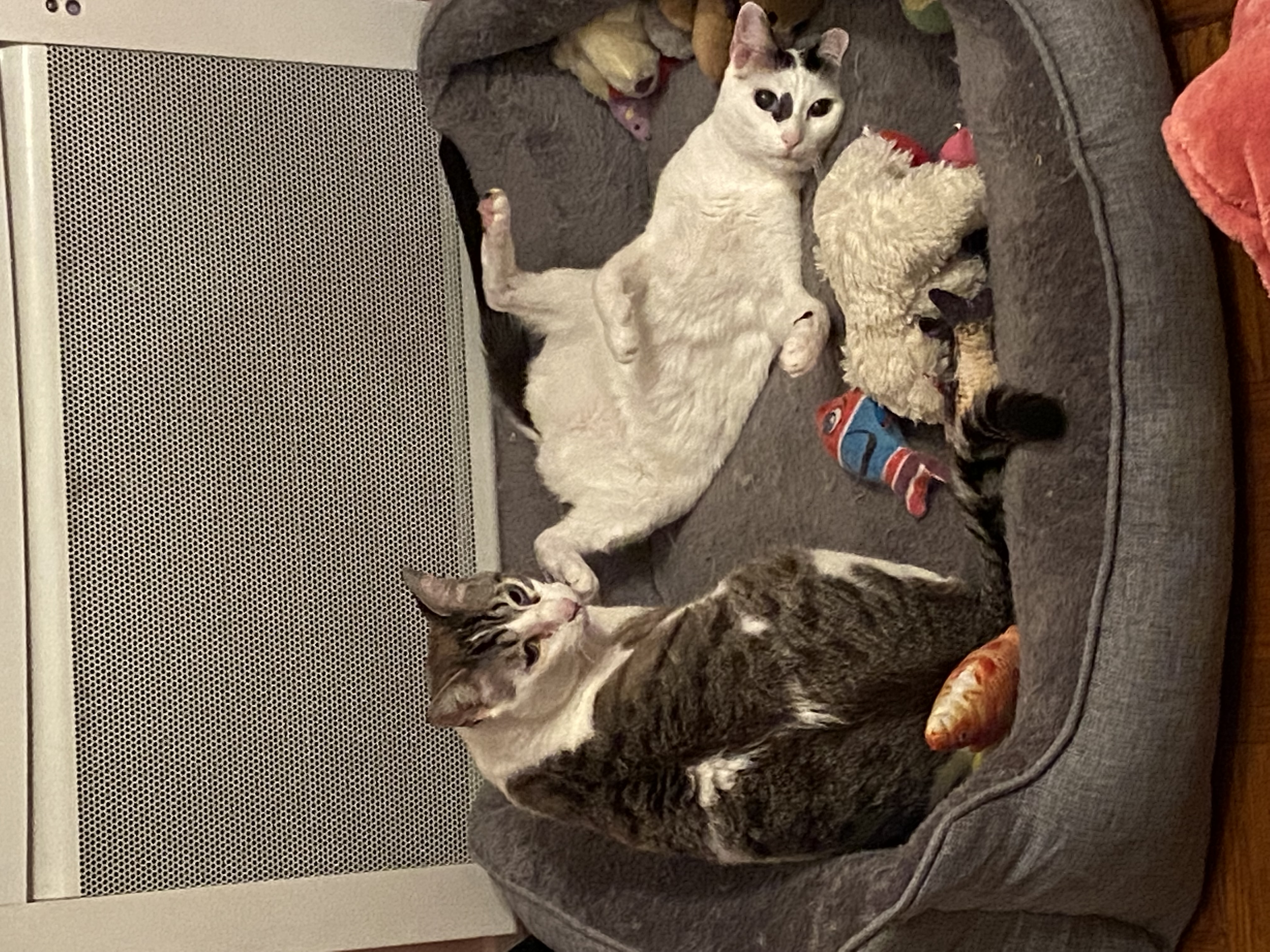 image-11