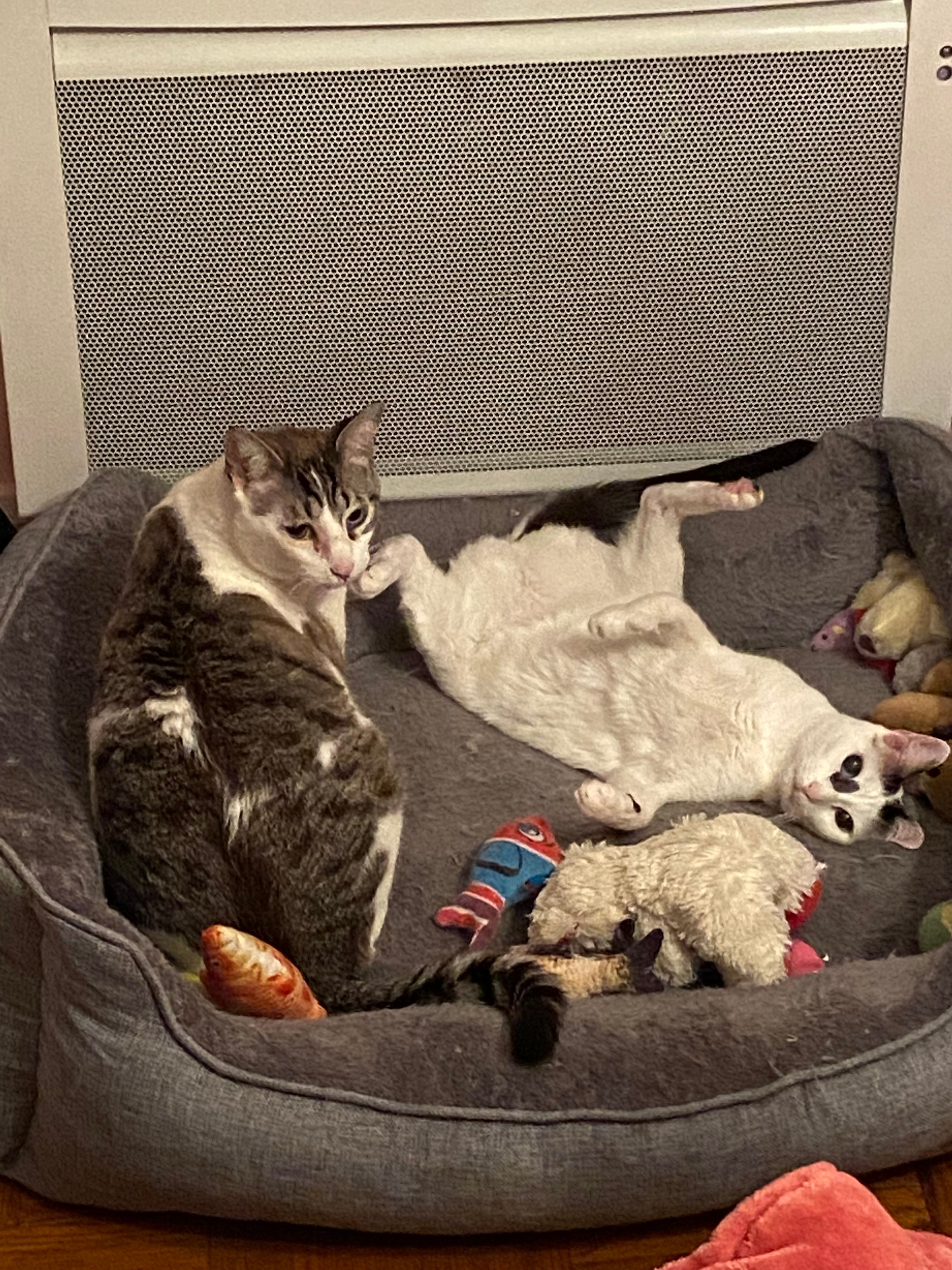 image-11