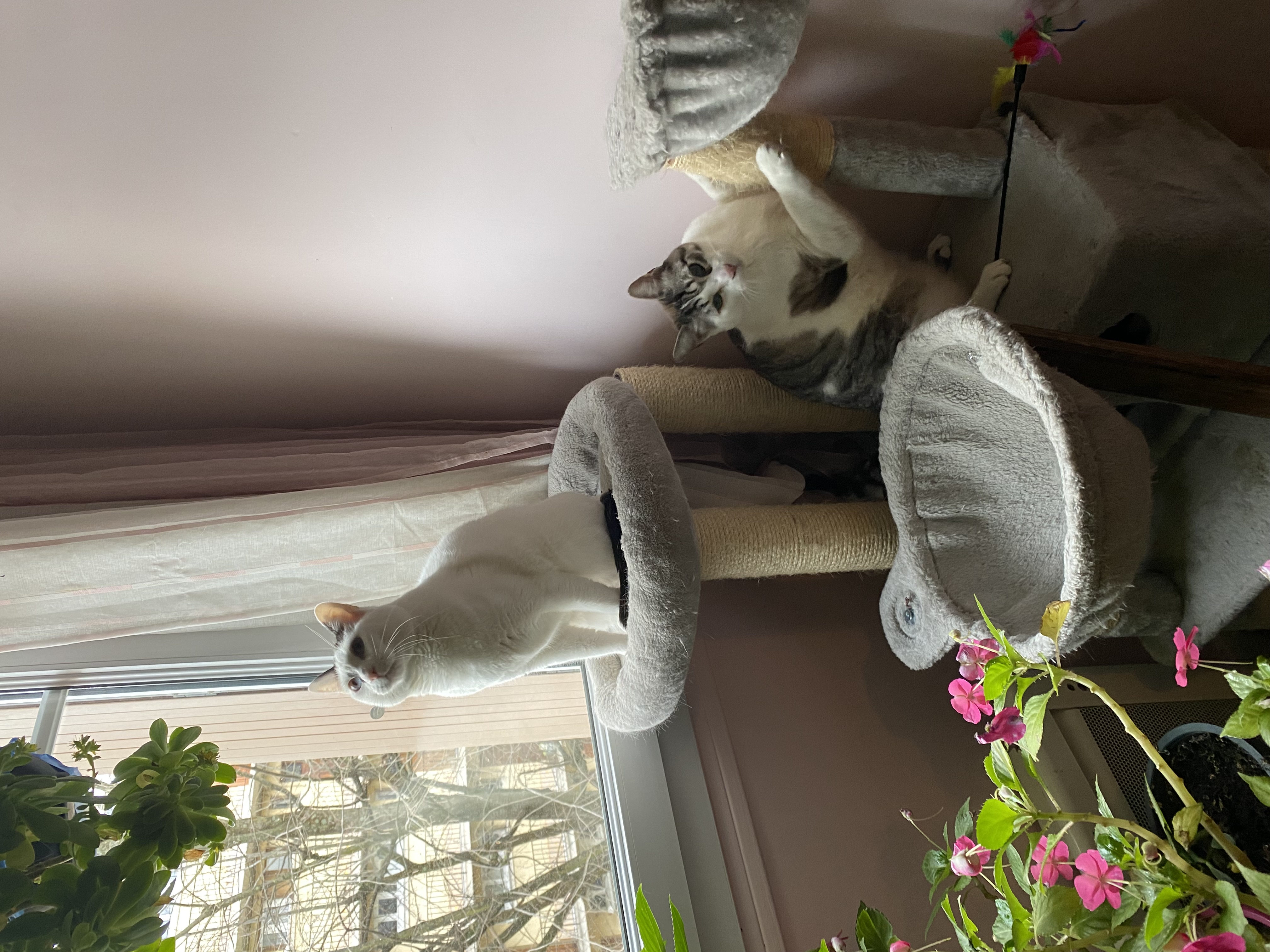 image-4