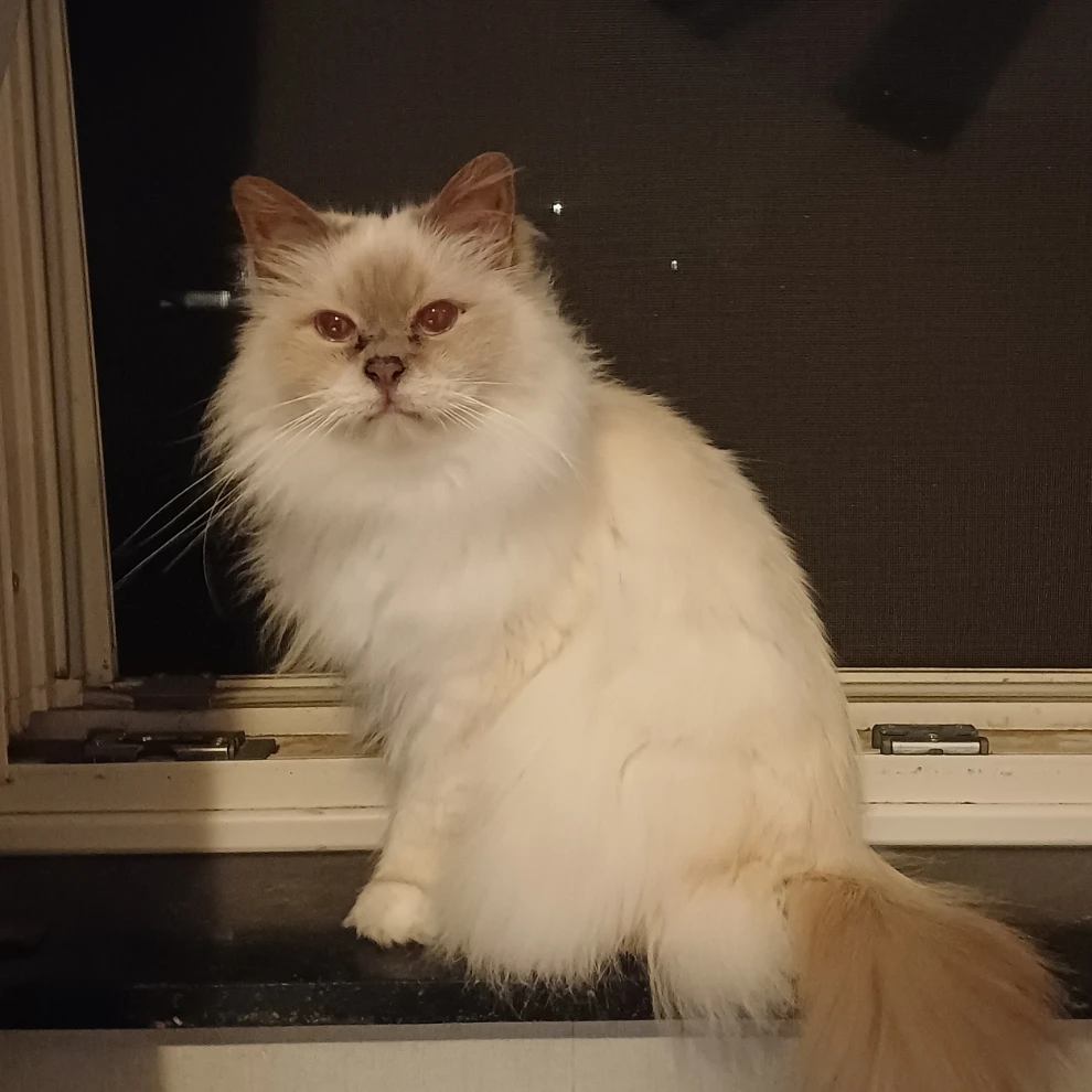 Bailey