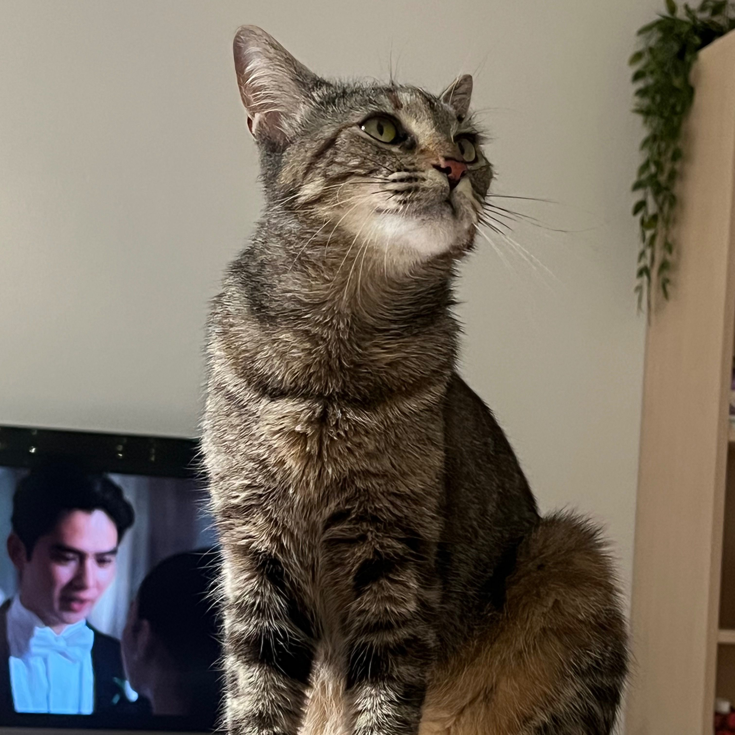 Nala