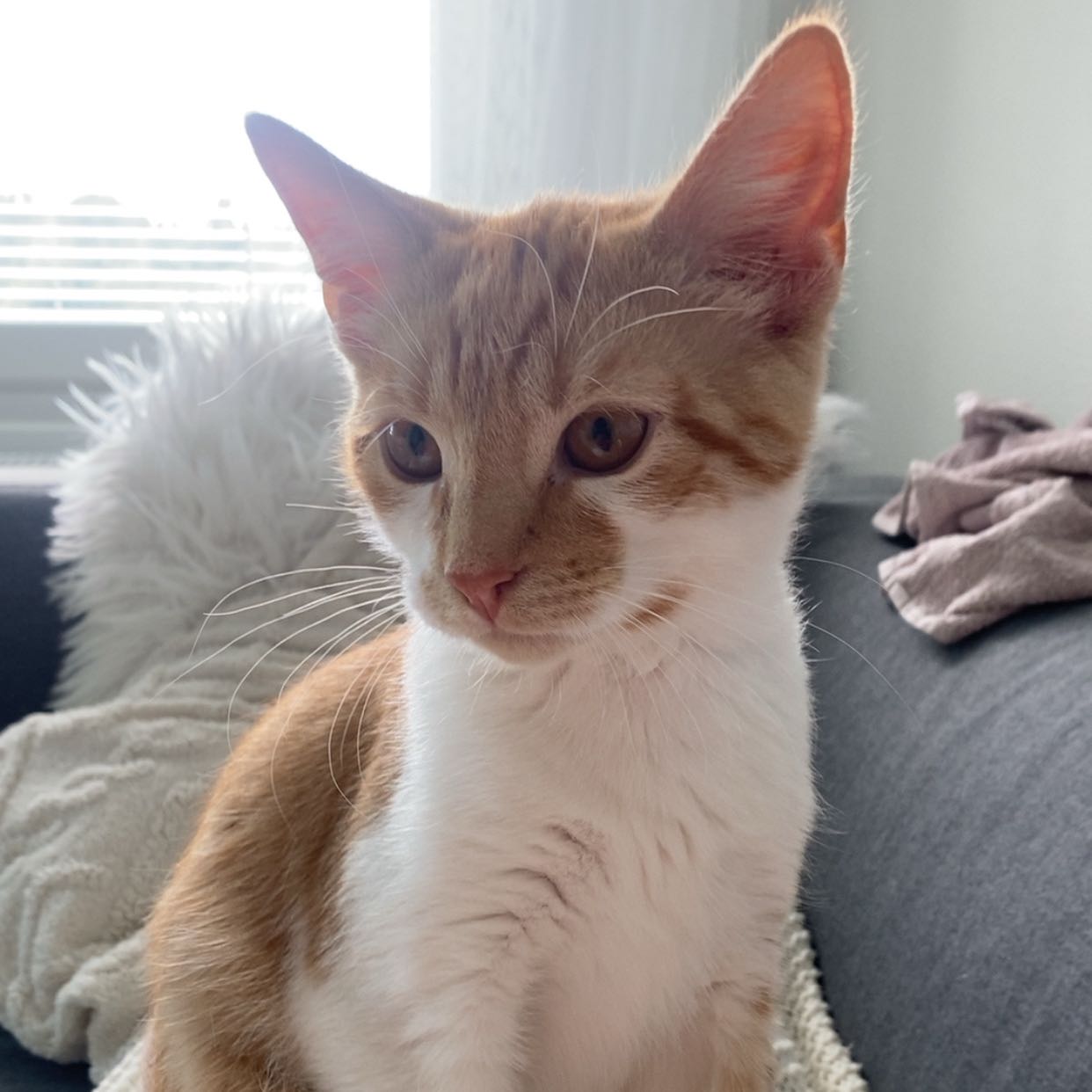 Simba