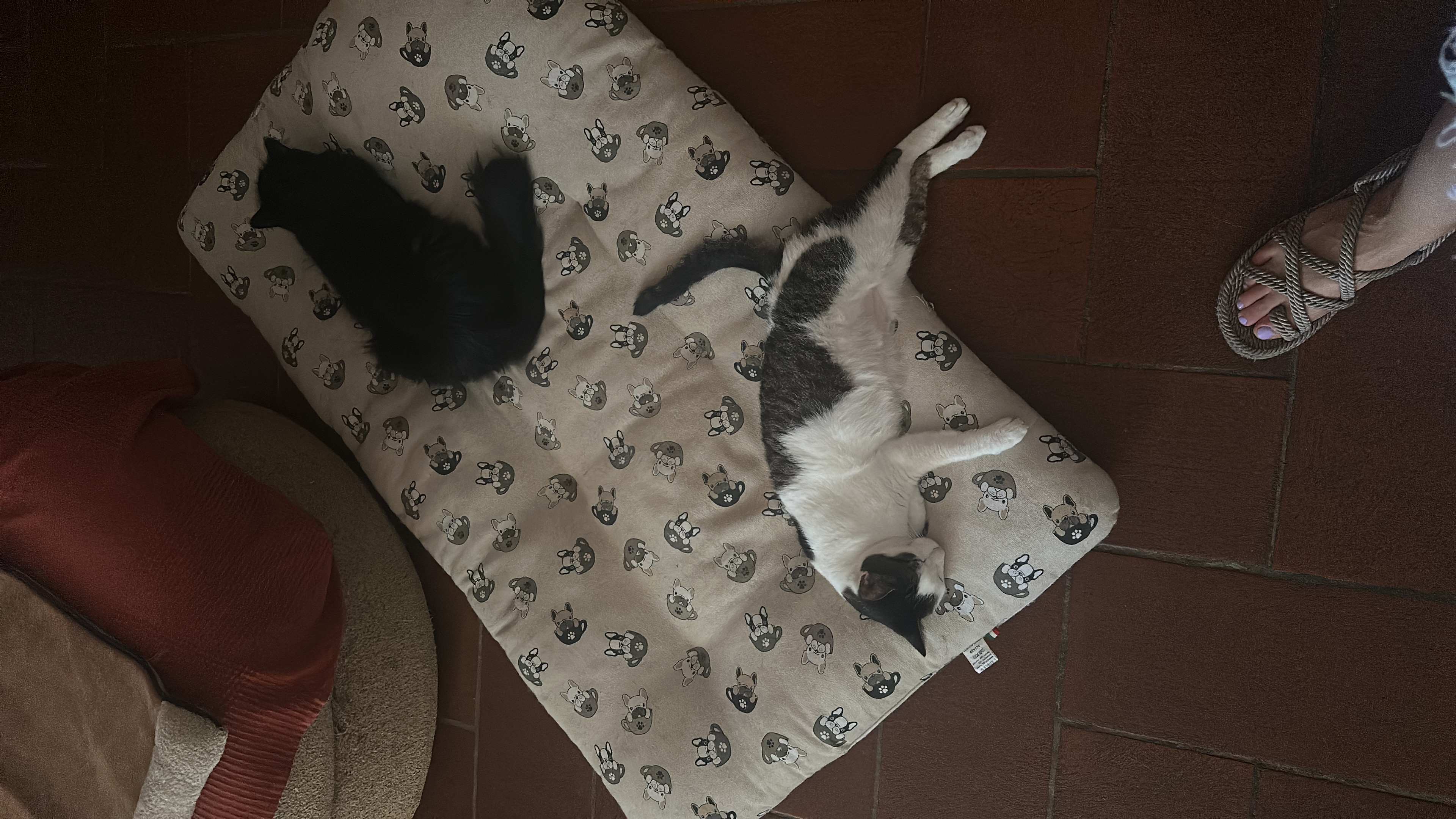 image-11