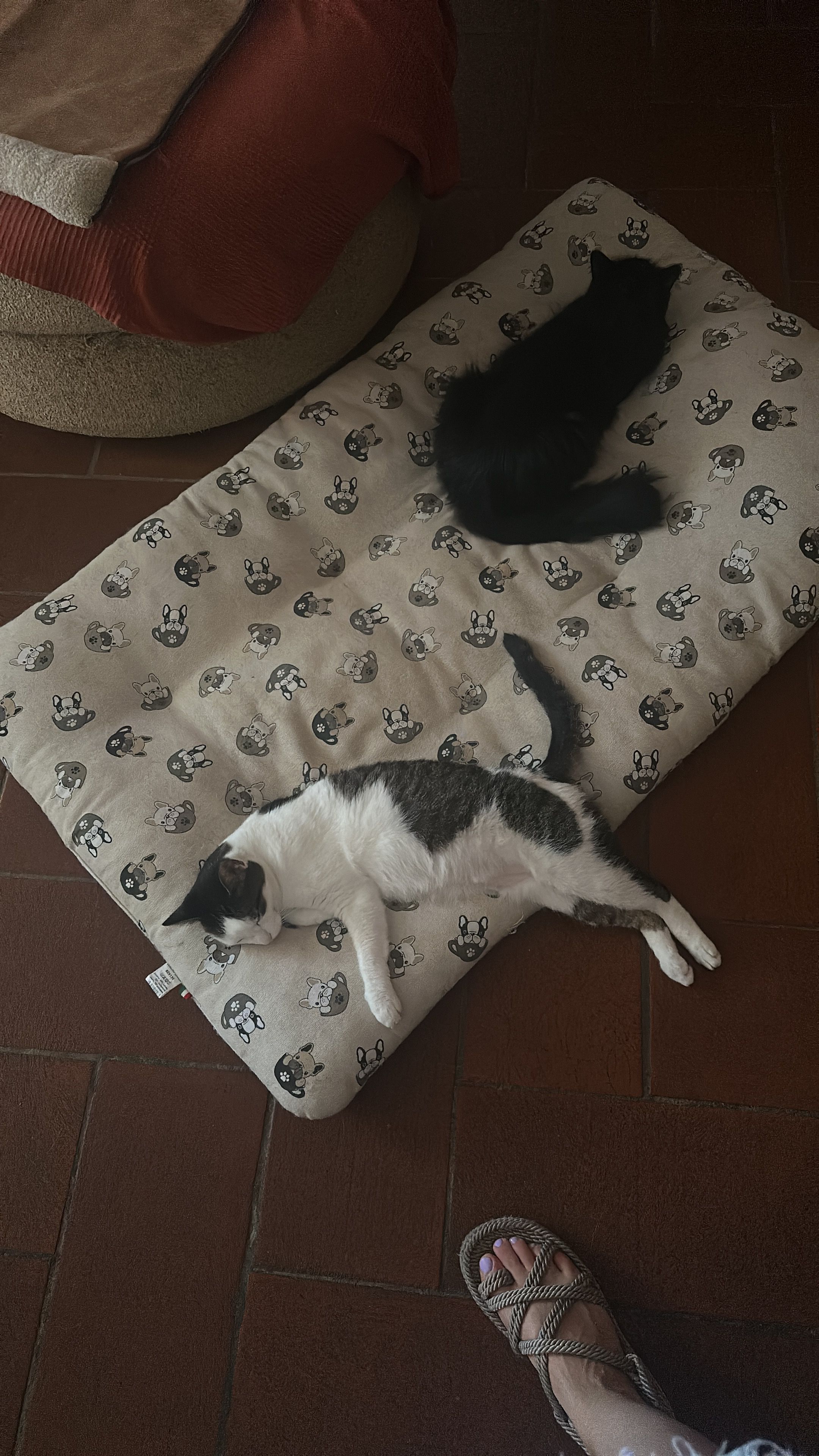 image-11