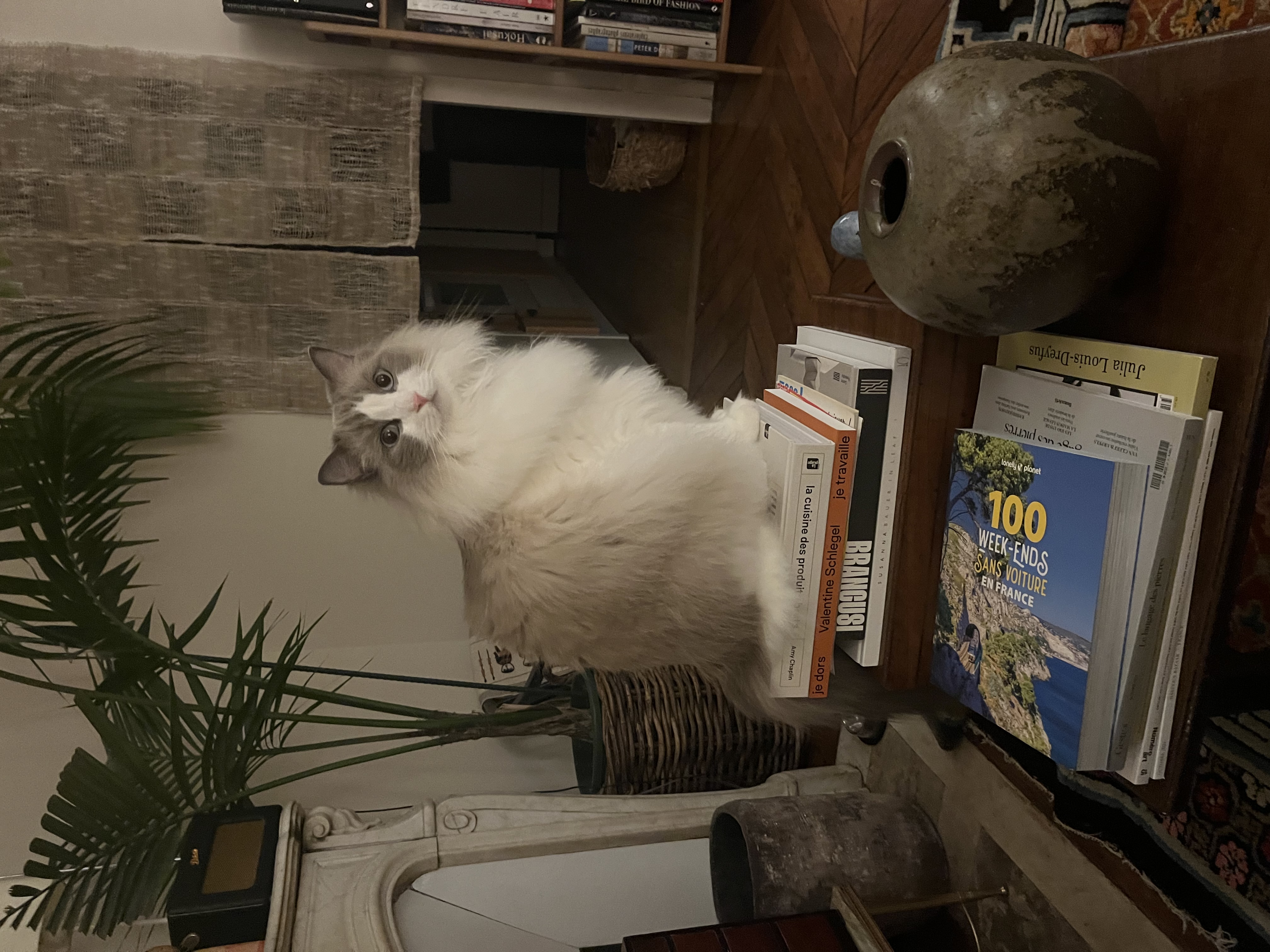 image-7