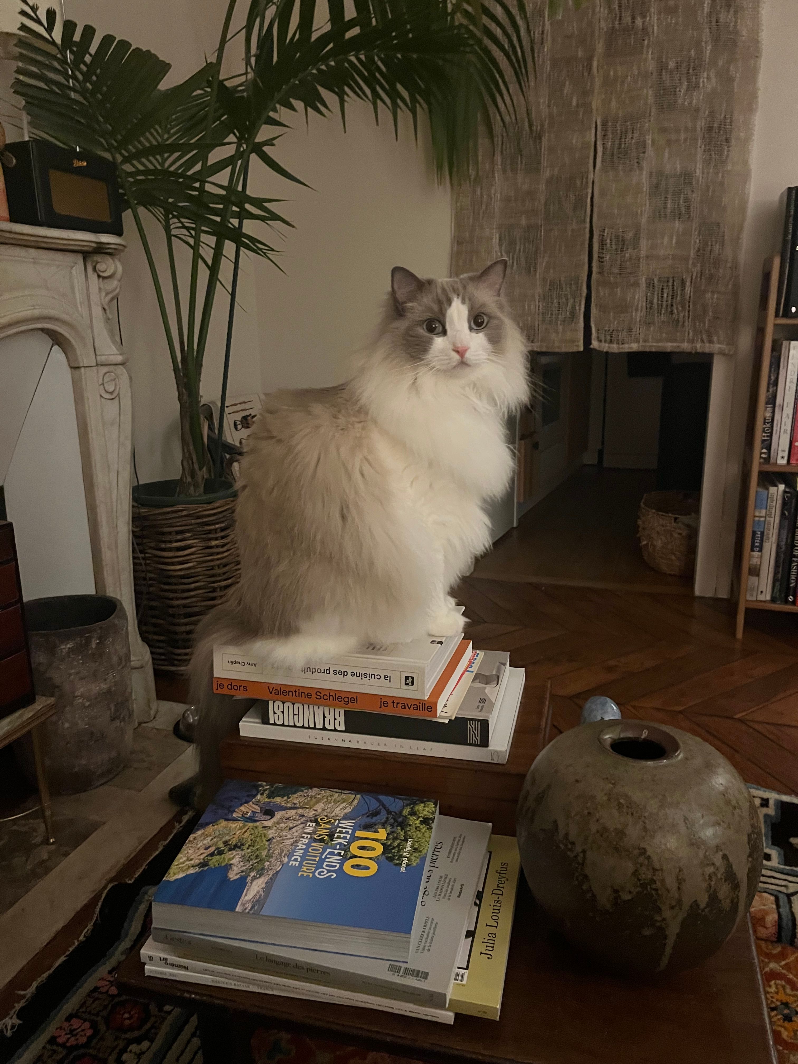 image-7