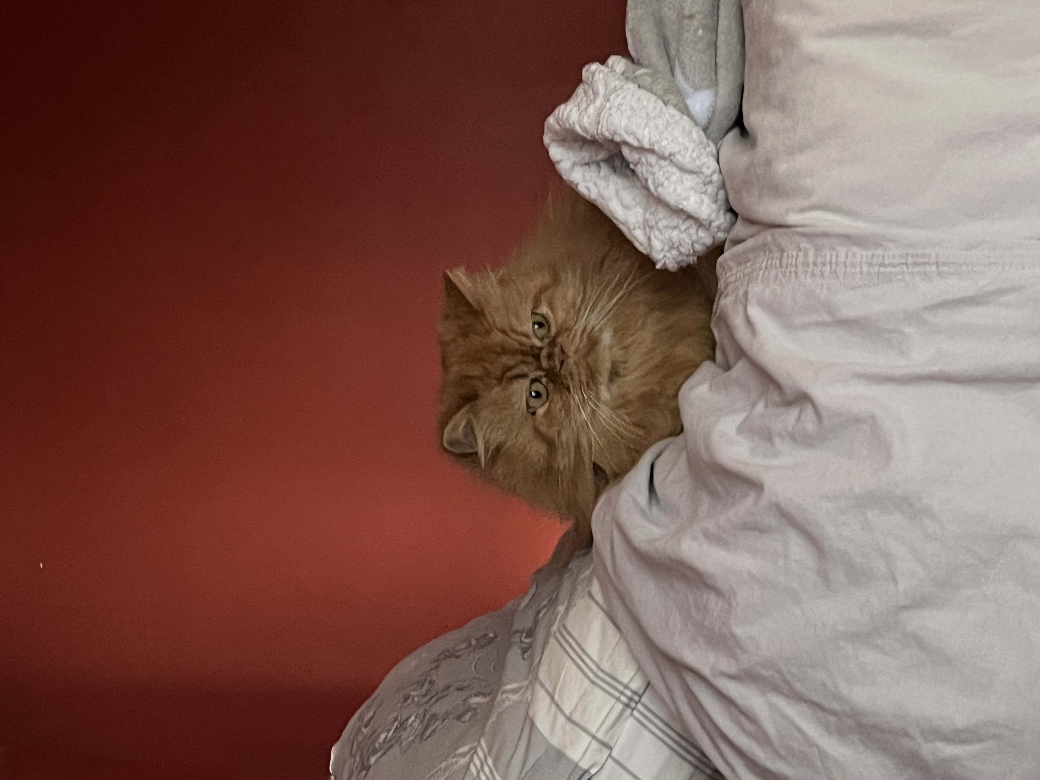 image-9