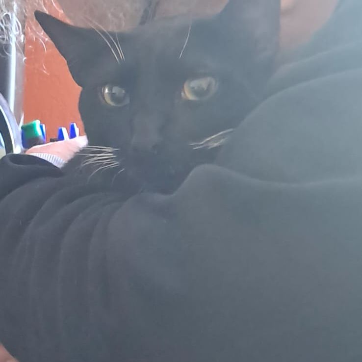 ronnie-brancaleone-aquilante