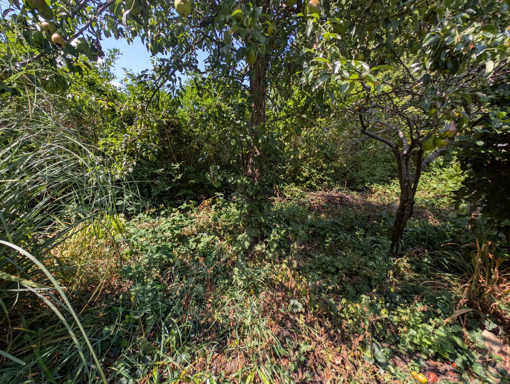image-19