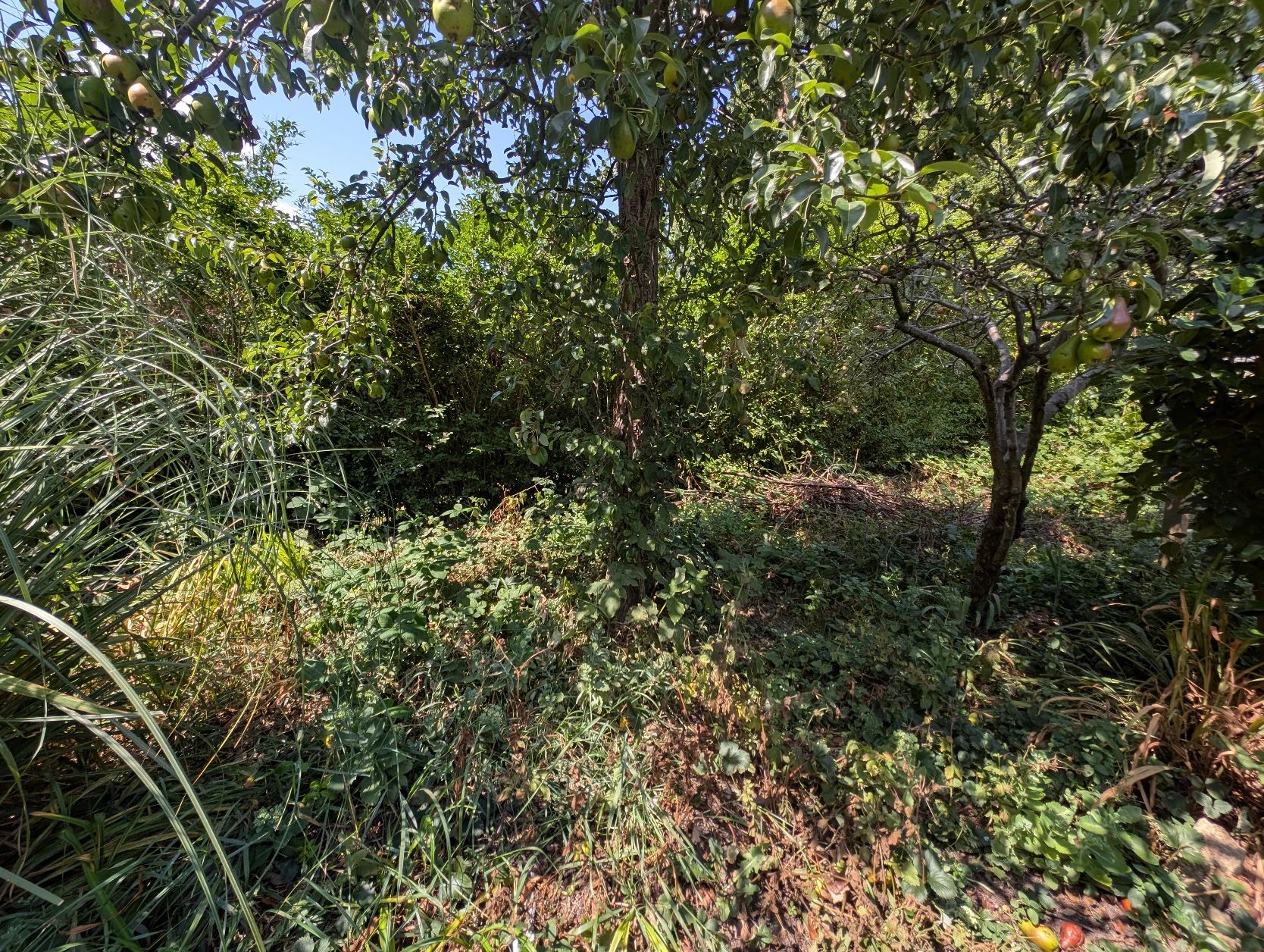 image-19