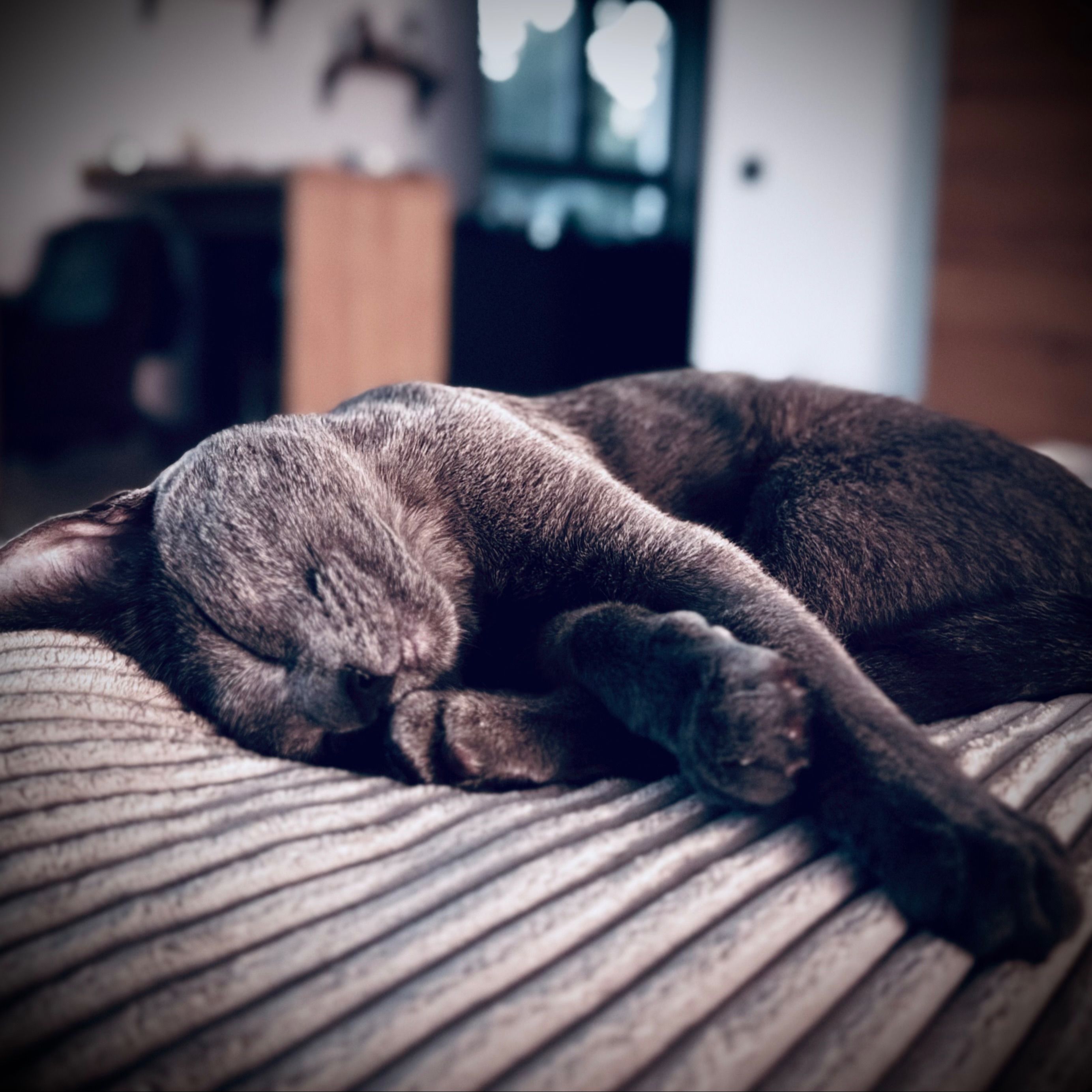 Lucy