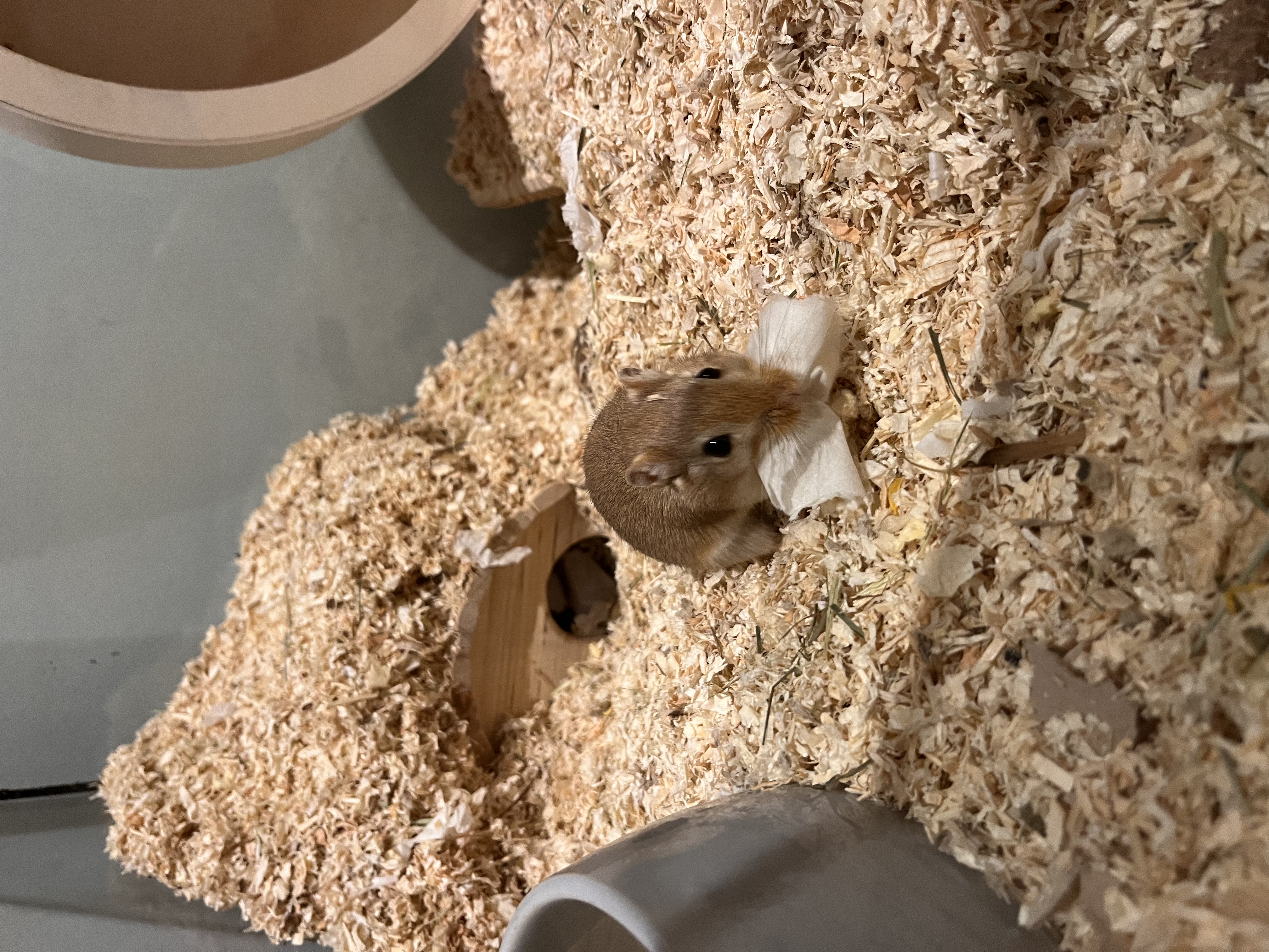 image-12