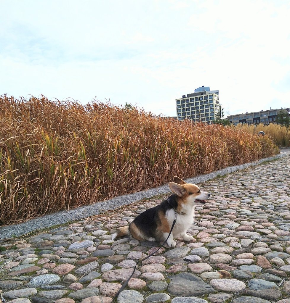 image-9