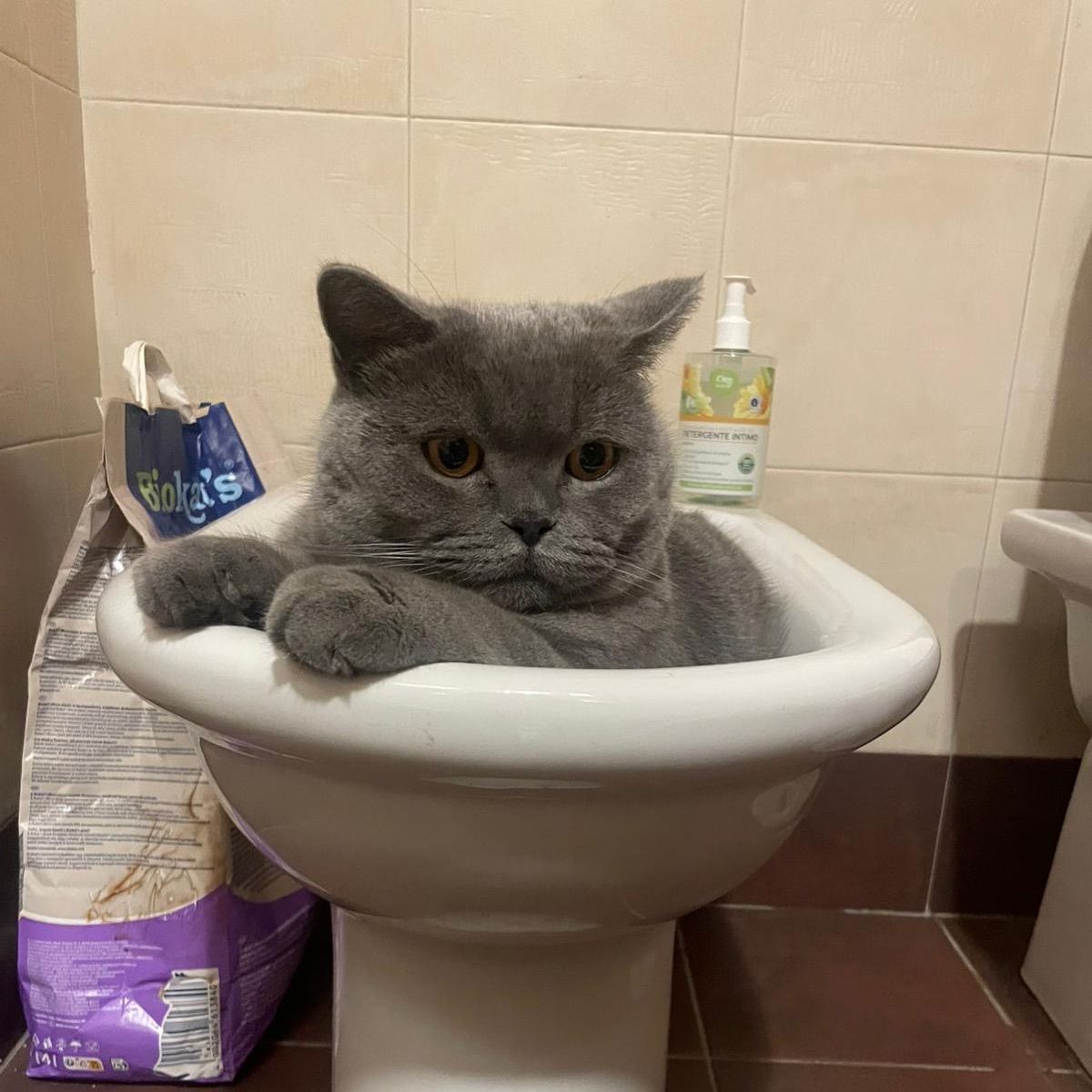 Bubini