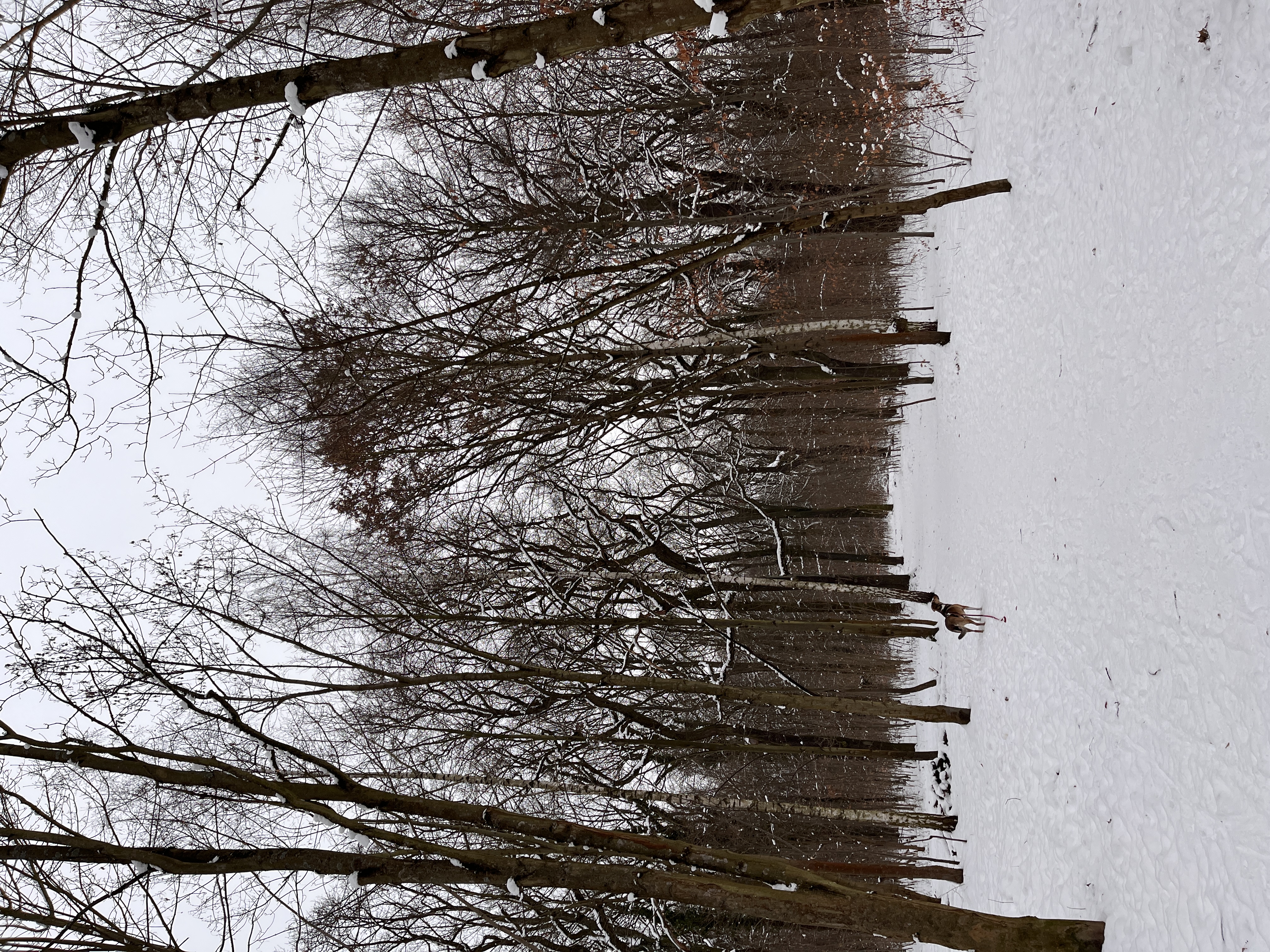 image-16