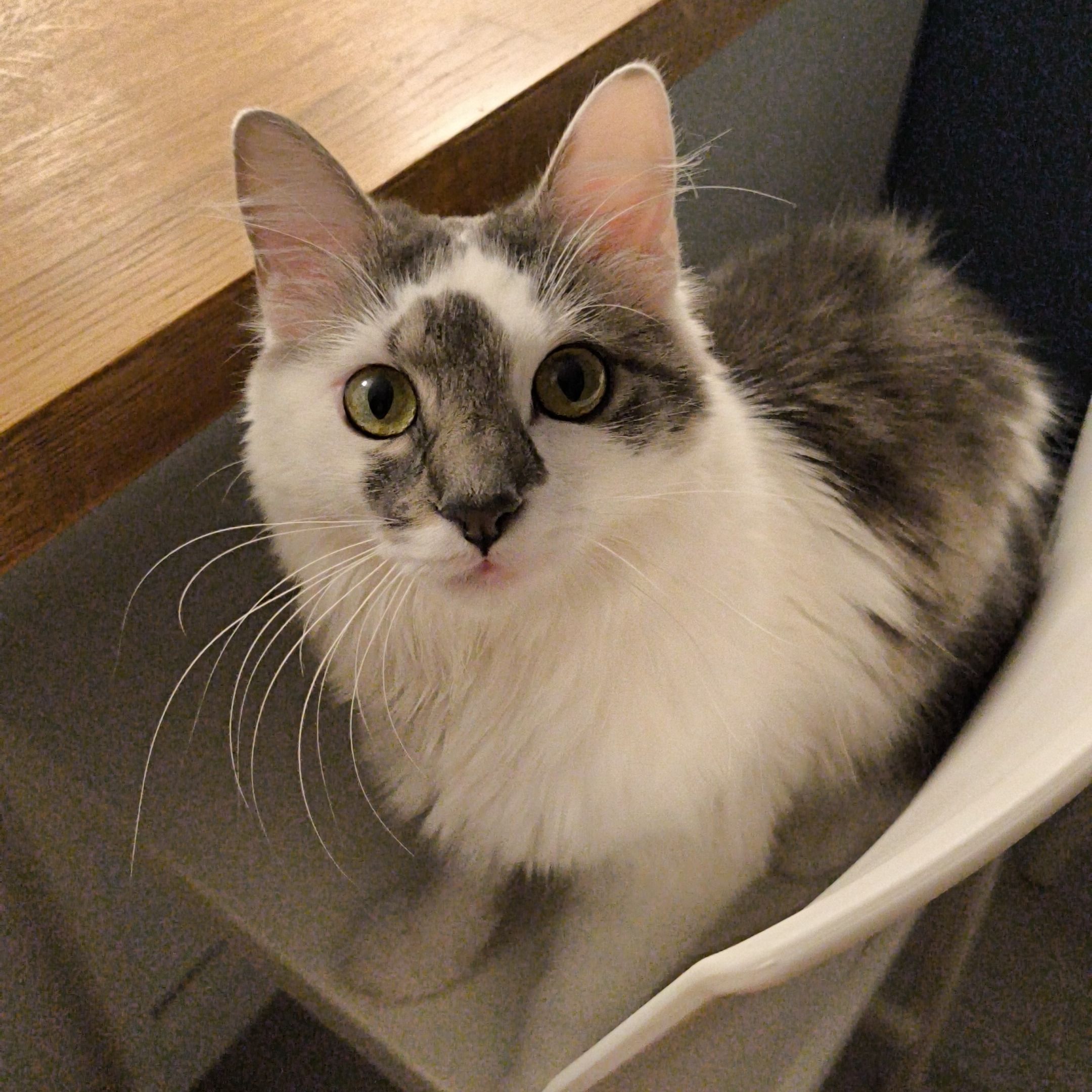 Ellie