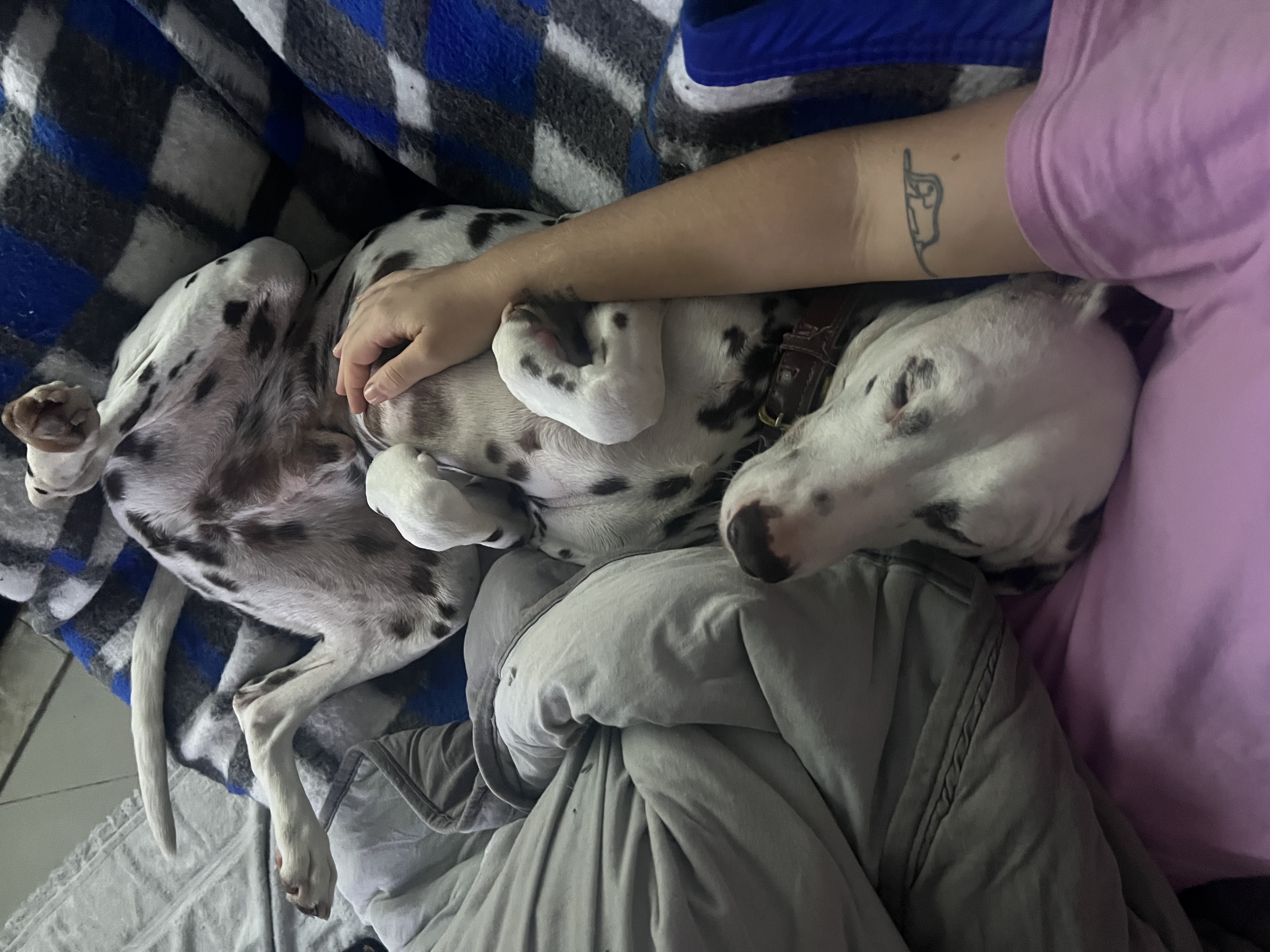 image-7