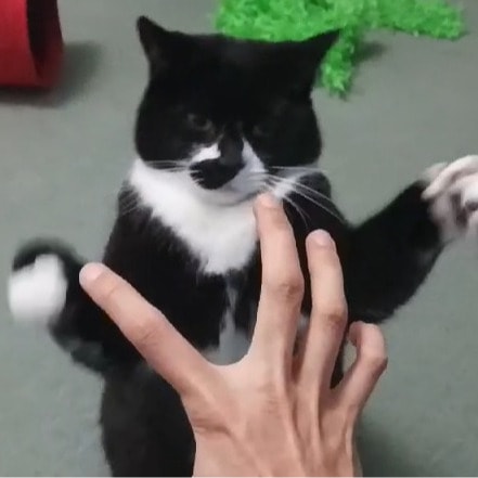 Kimchi