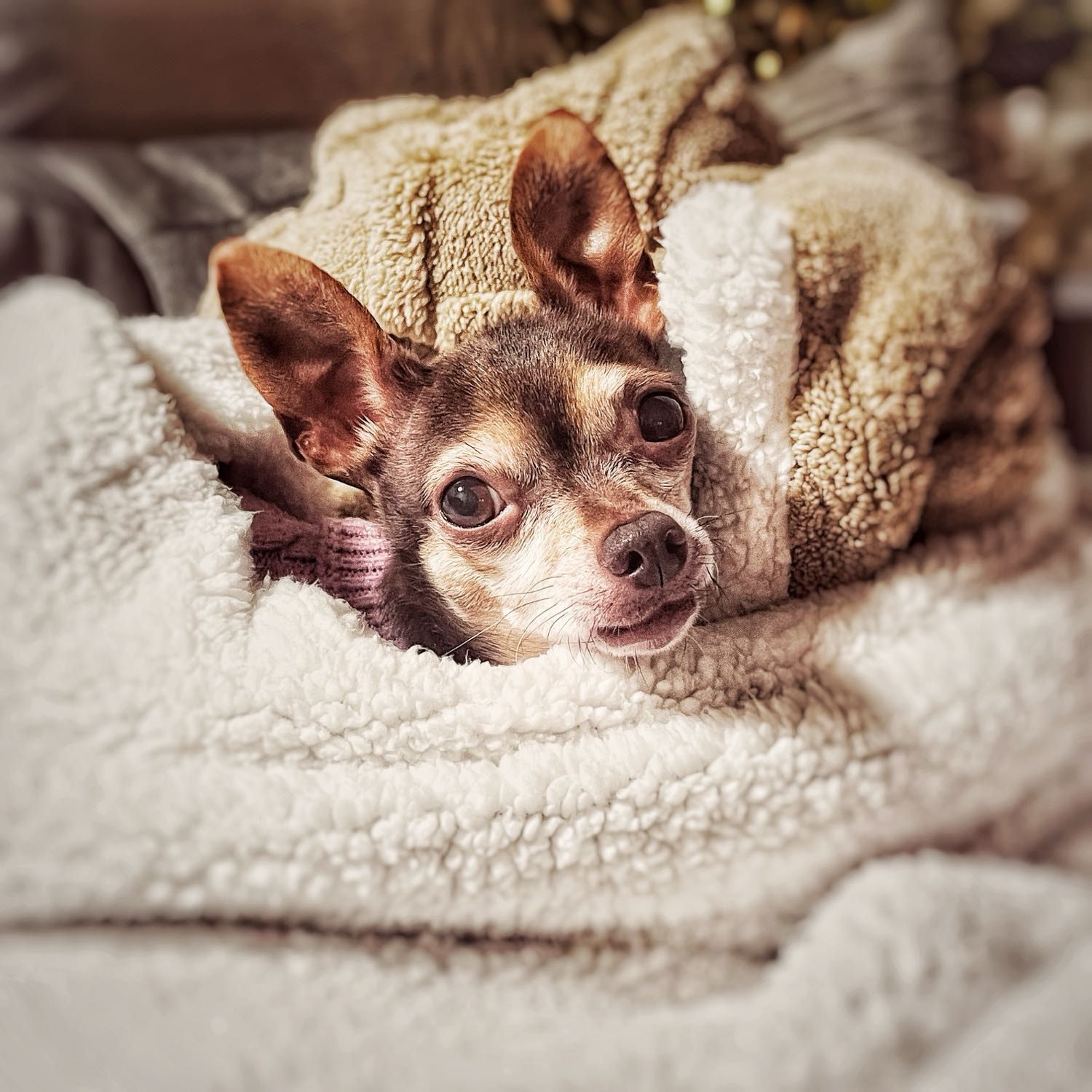 Trixie