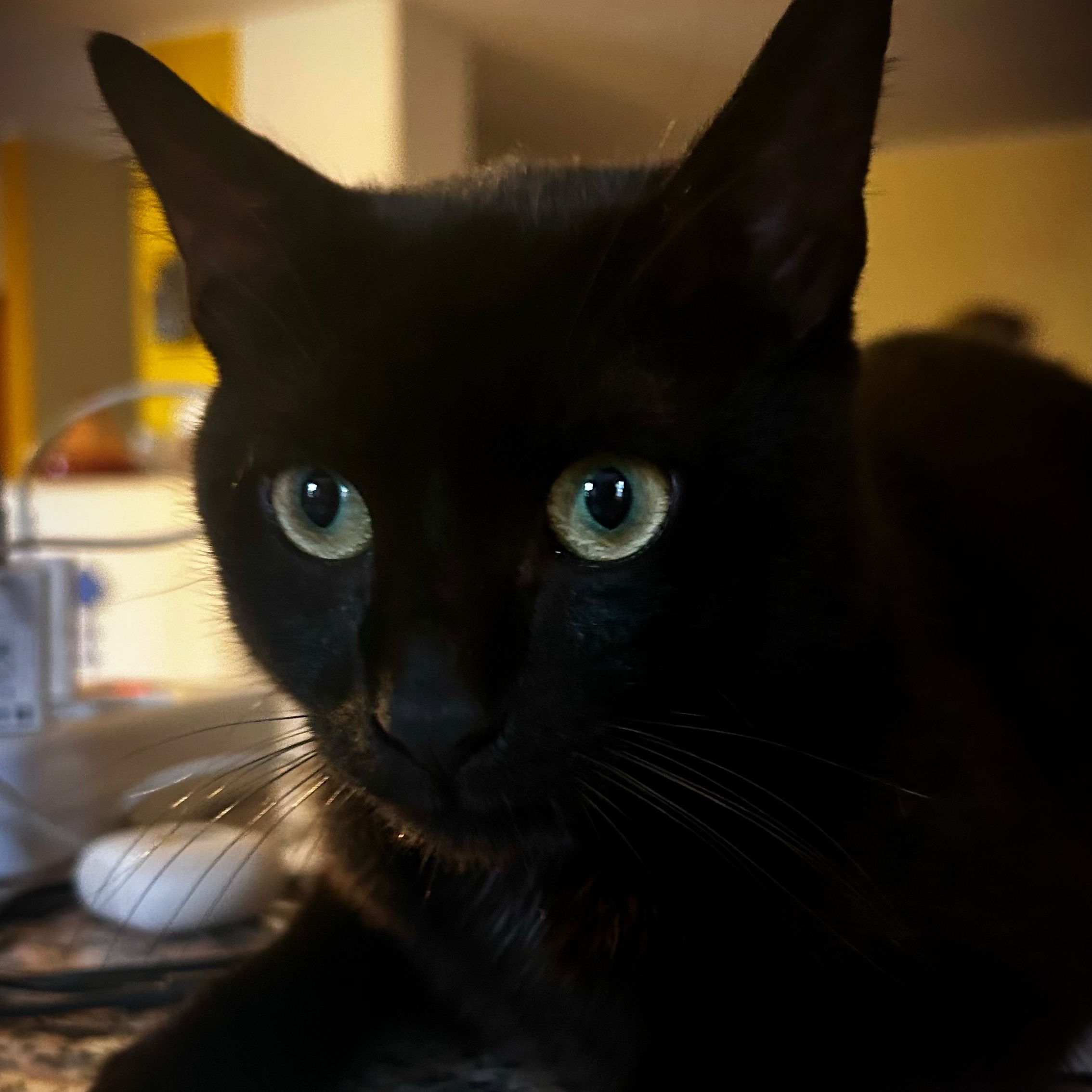 Nerone
