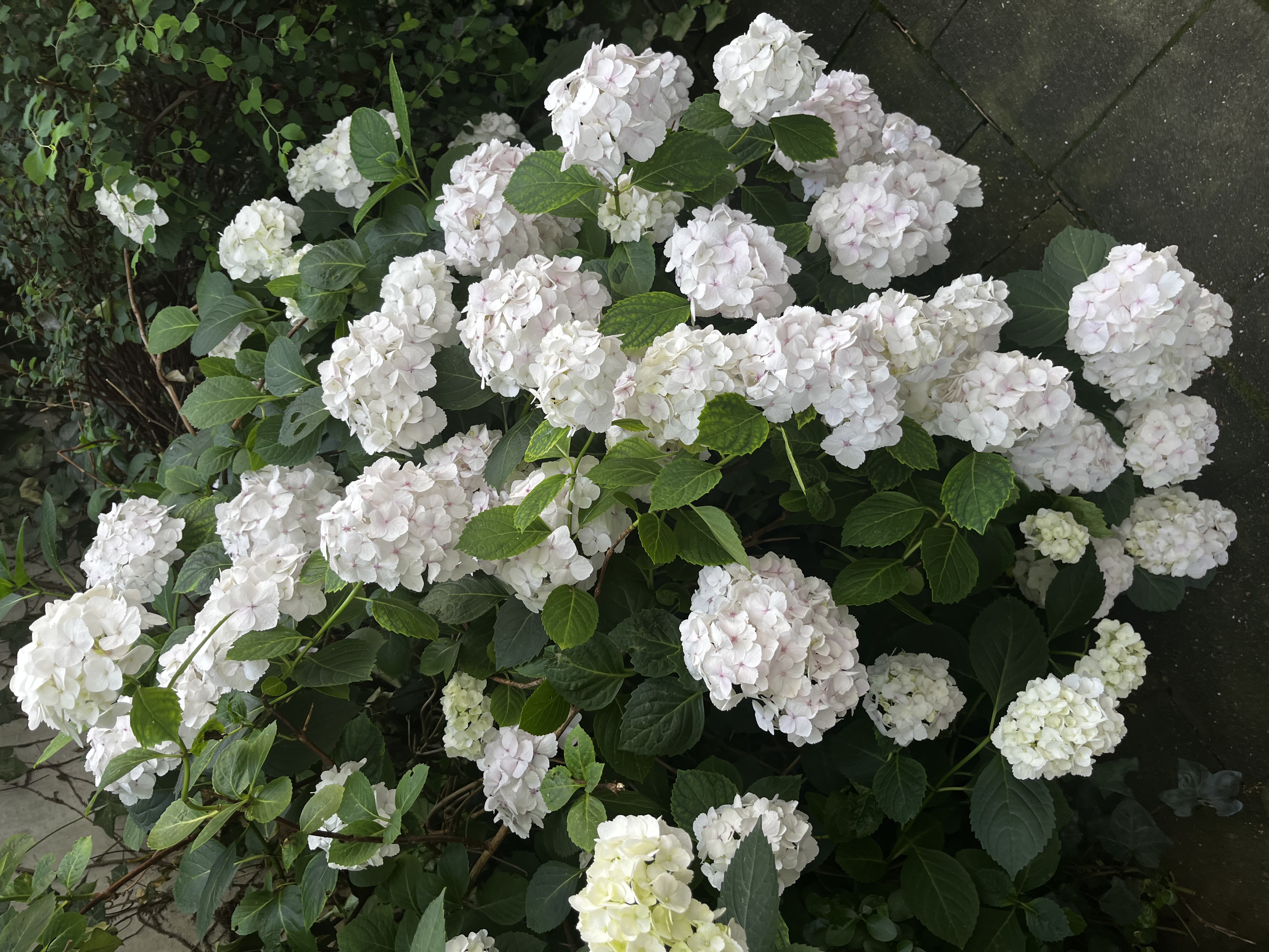 image-51