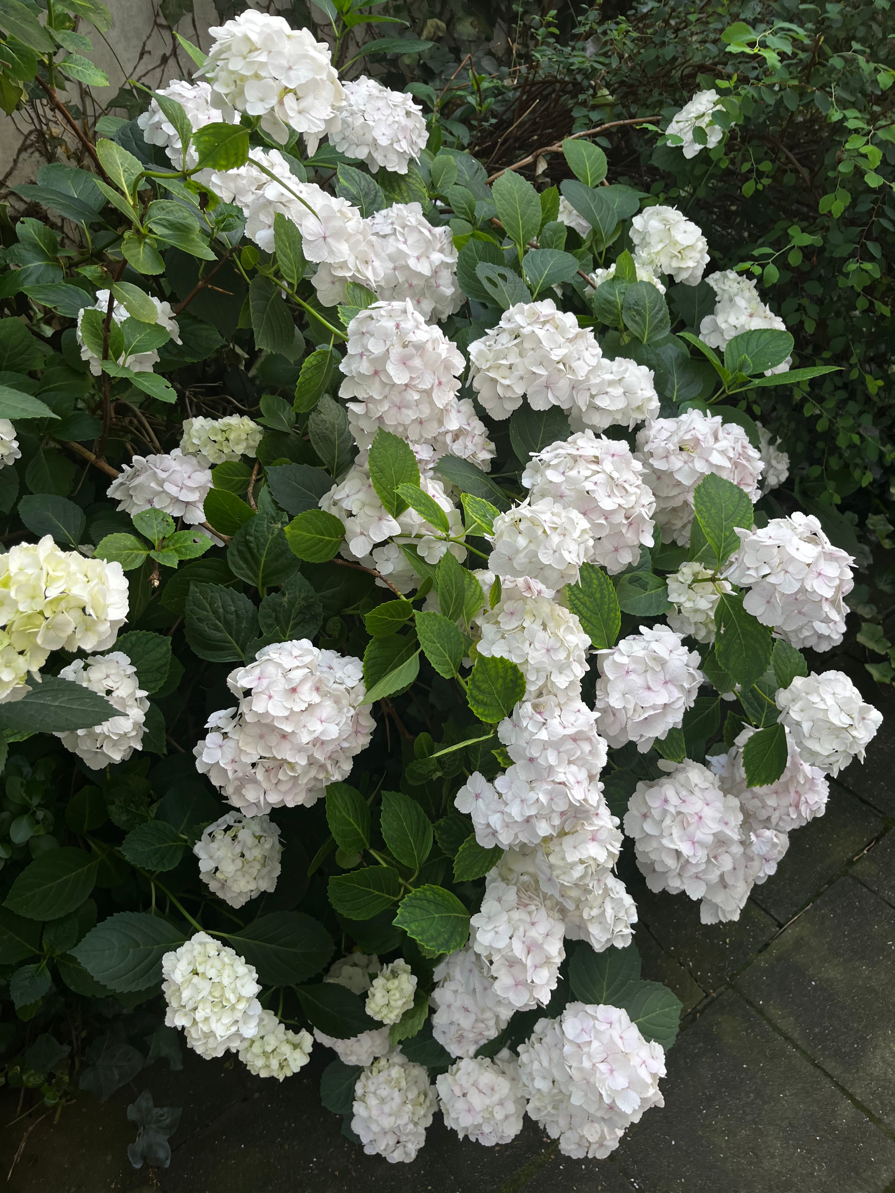 image-51