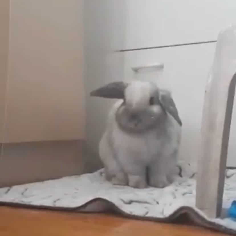 Myla