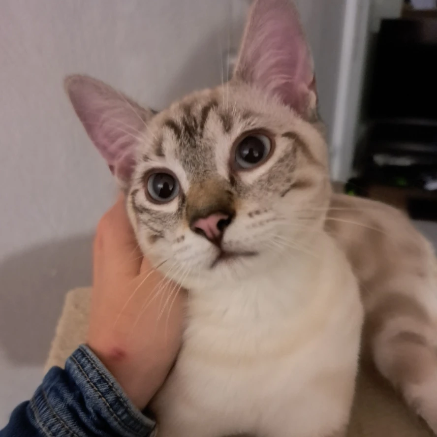 Moka