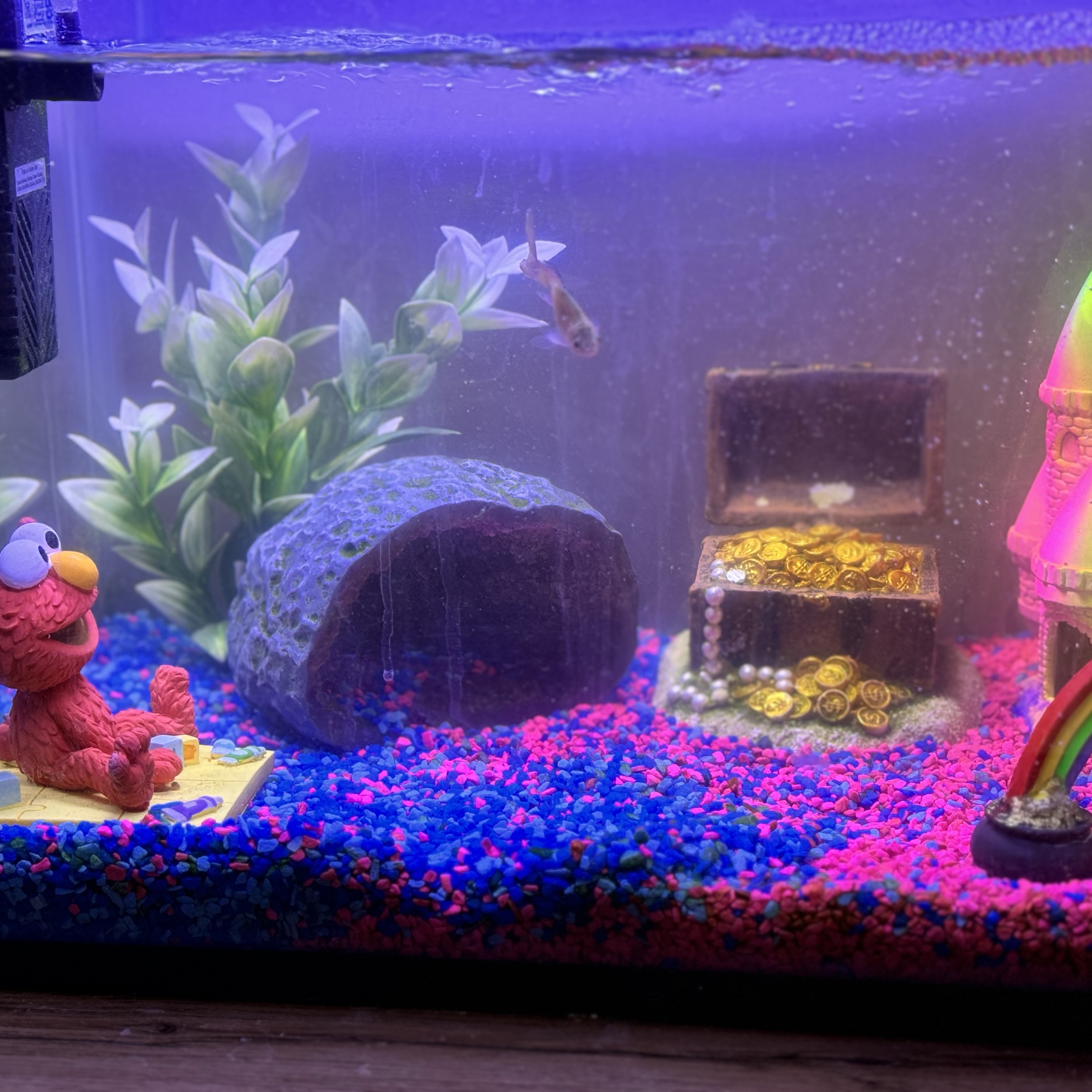 Fish (x4)